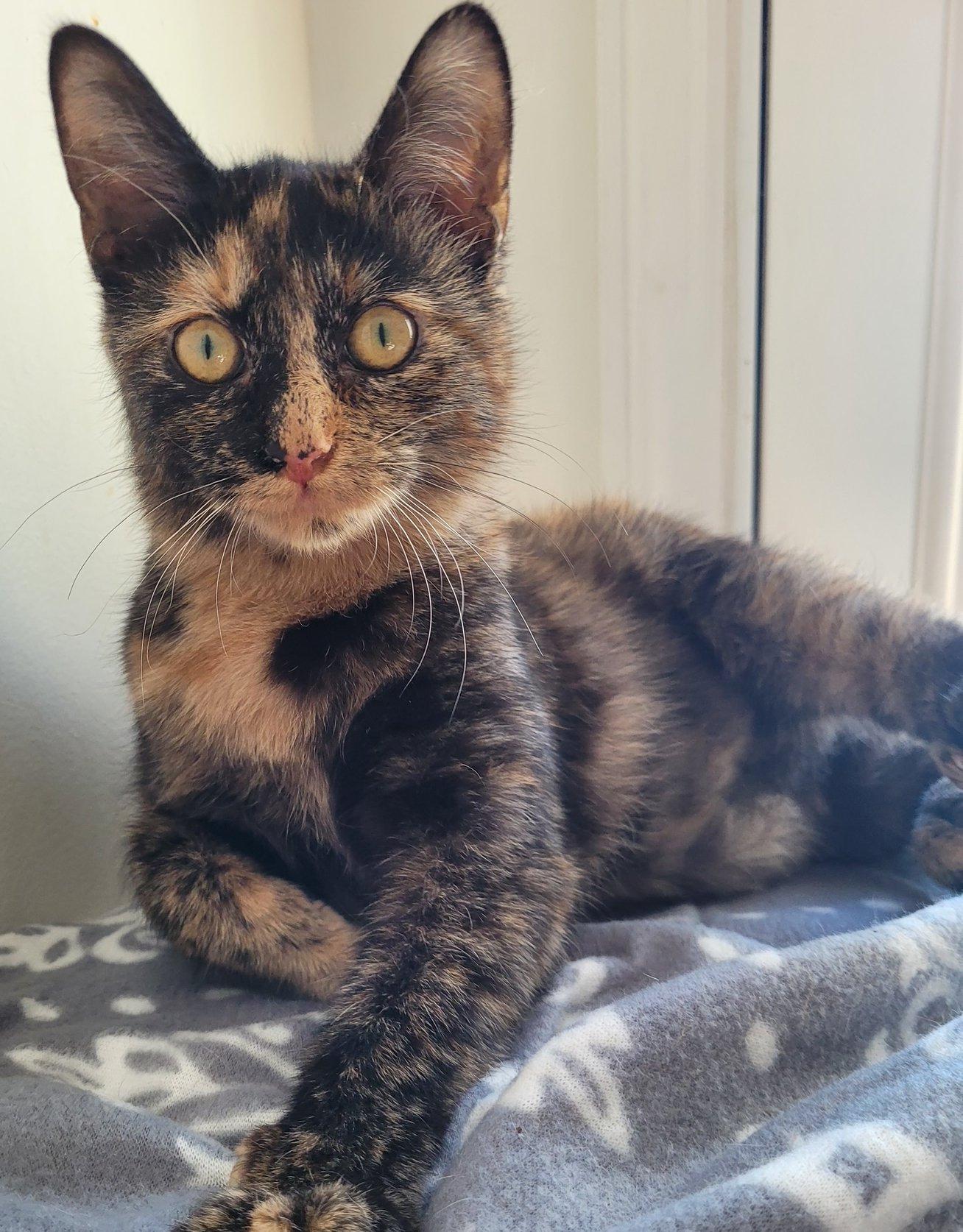 Enlarge Chloe, a Adoptable Domestic Short Hair in Ypsilanti, MI image 1/4