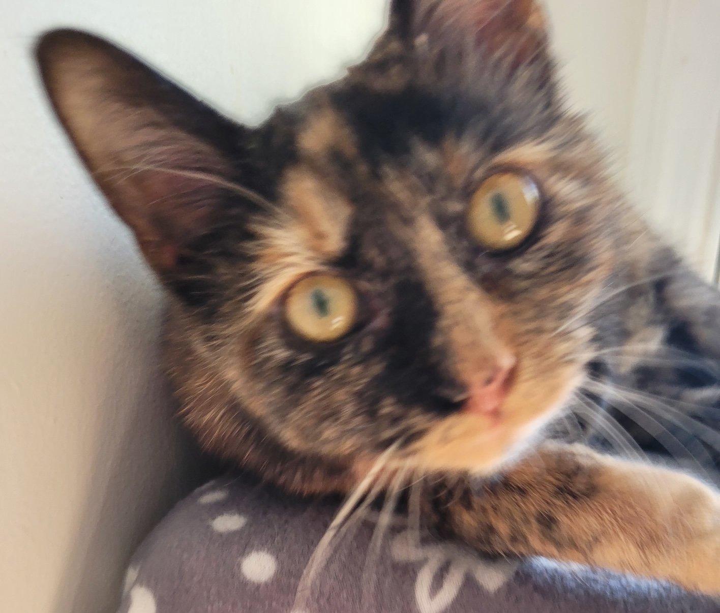 Enlarge Chloe, a Adoptable Domestic Short Hair in Ypsilanti, MI image 3/4