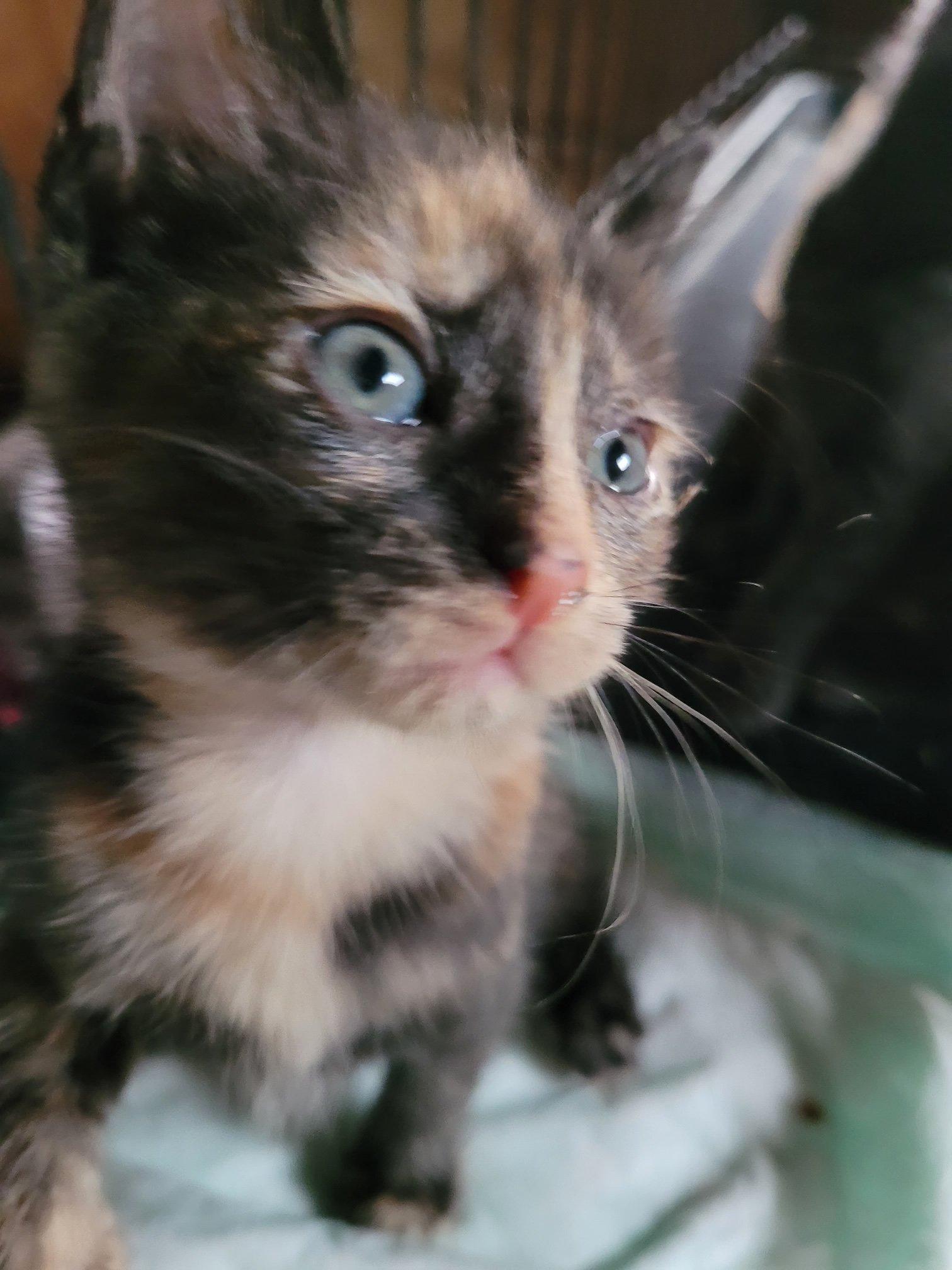 Enlarge Chloe, a Adoptable Domestic Short Hair in Ypsilanti, MI image 1/1