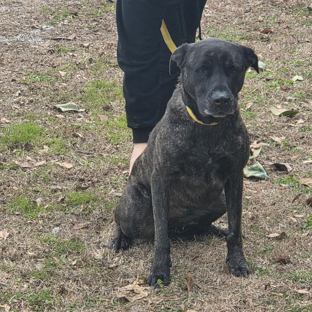 Enlarge Pyper, a Adoptable Terrier in Clanton, AL image 1/4