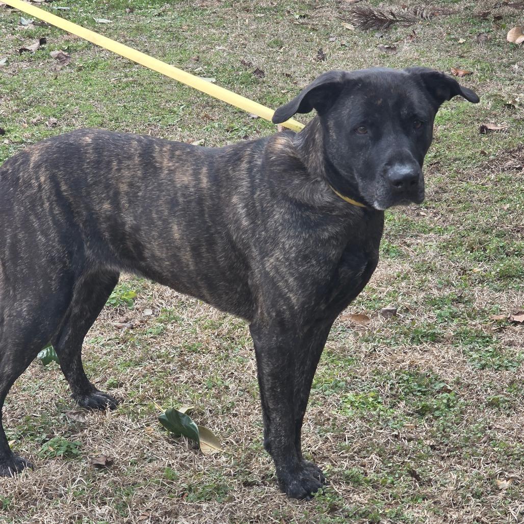 Enlarge Pyper, a Adoptable Terrier in Clanton, AL image 3/4