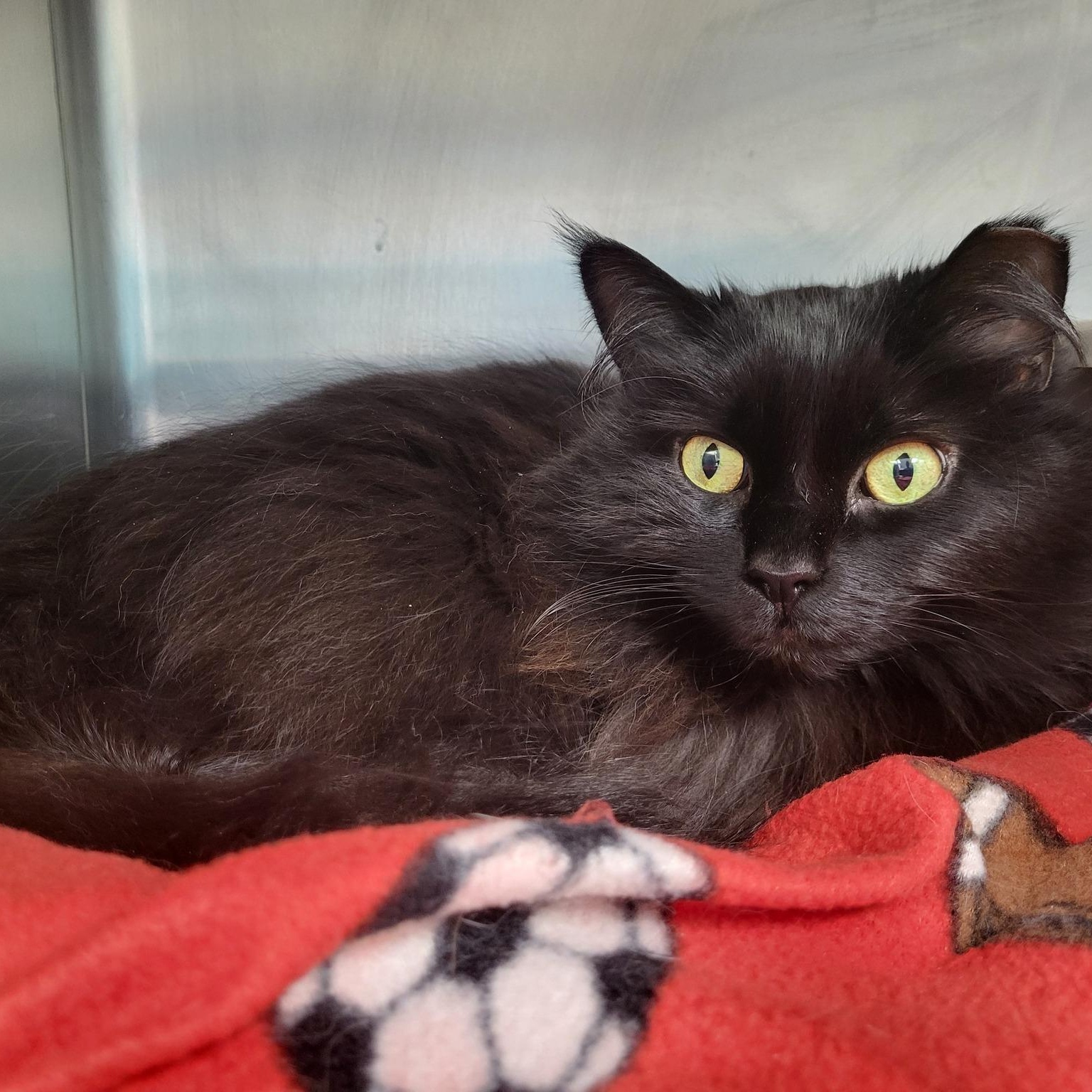 Summer, Adult Female Domestic Medium Hair
