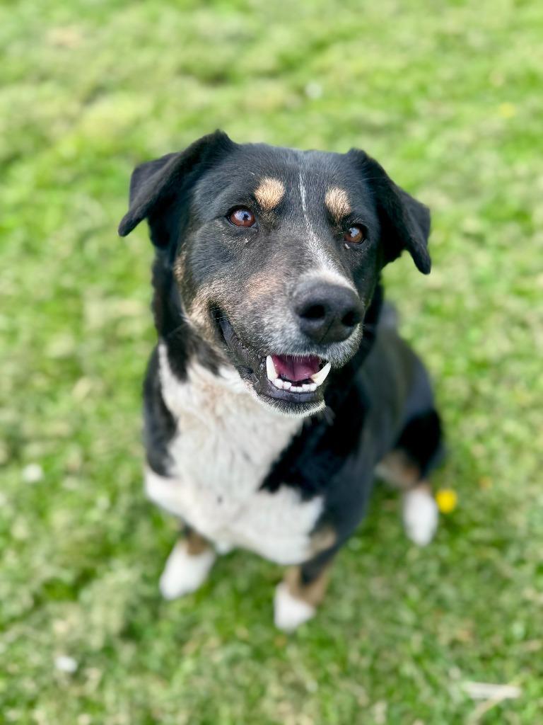 Kate McCallister, Adoptable, Adult Female Bernese Mountain Dog & Mixed Breed.