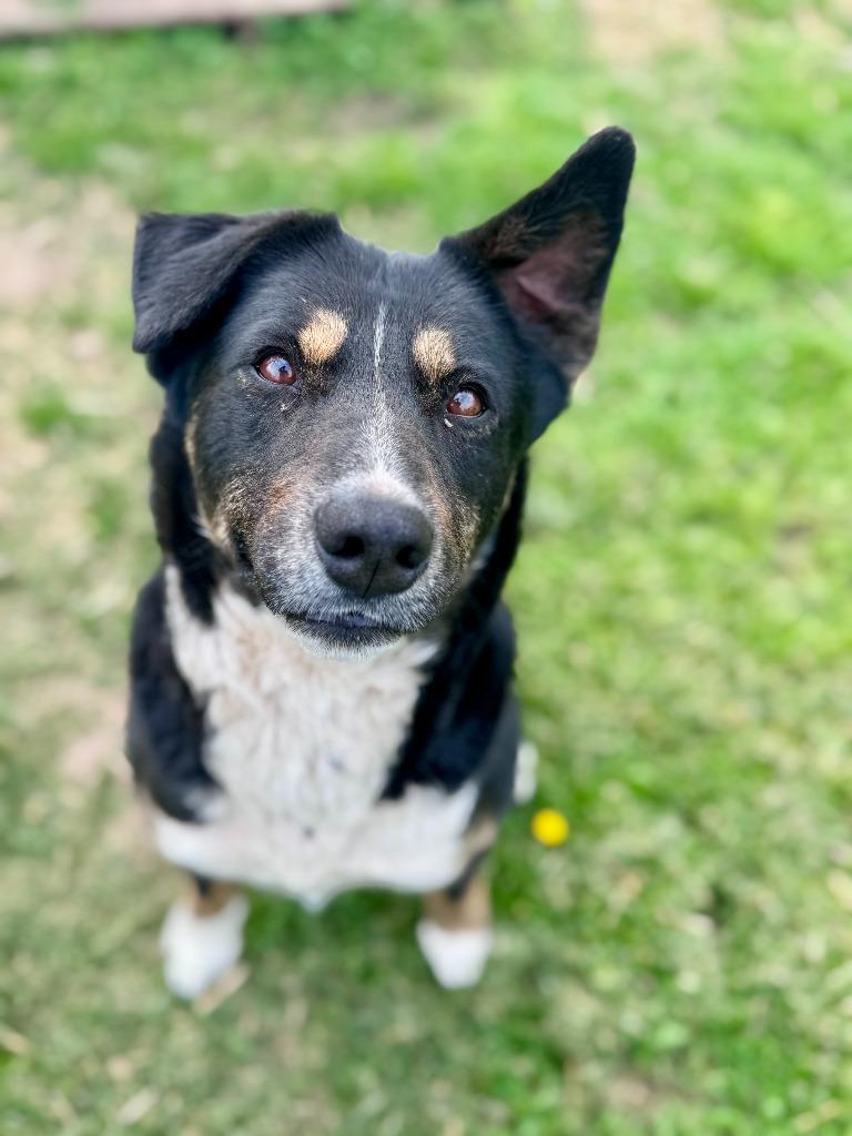 Enlarge Kate McCallister, a Adoptable mixed breed in Russellville, KY image 2/4