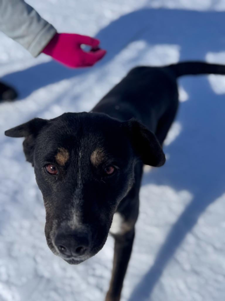 Enlarge Kate McCallister, a Adoptable mixed breed in Russellville, KY image 1/1