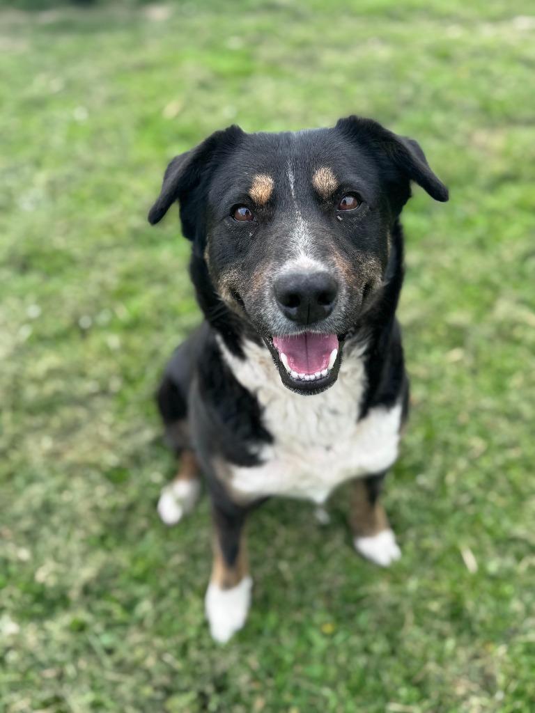 Enlarge Kate McCallister, a Adoptable mixed breed in Russellville, KY image 4/4