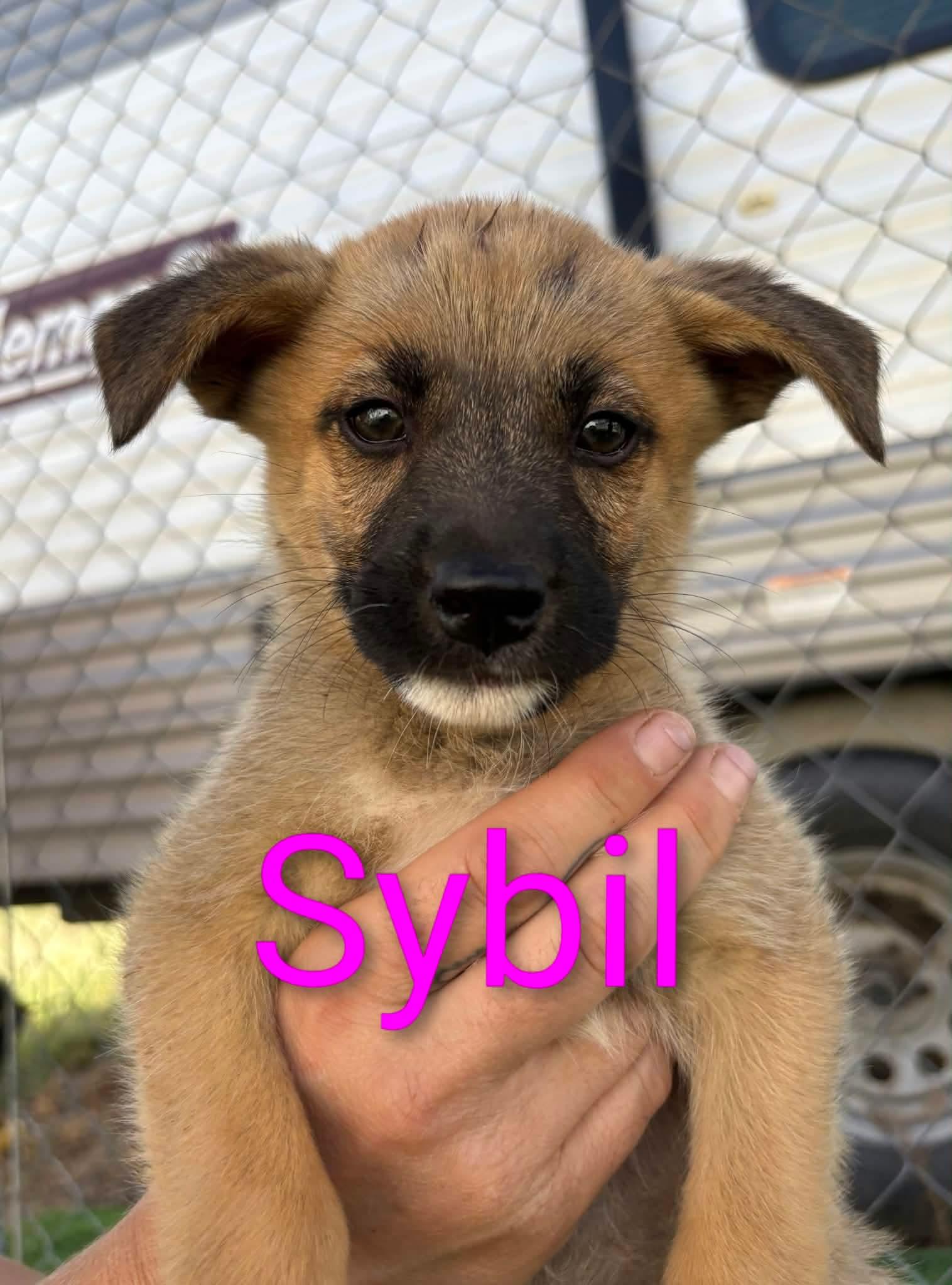 Enlarge Sybil, a Adoptable mixed breed in Sierra Vista, AZ image 1/2
