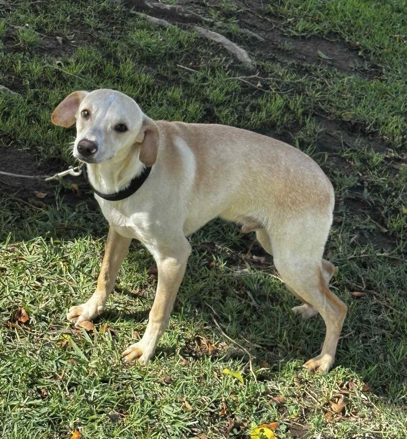 Enlarge Casper, a Adoptable Mixed Breed in Puyallup, WA image 2/5