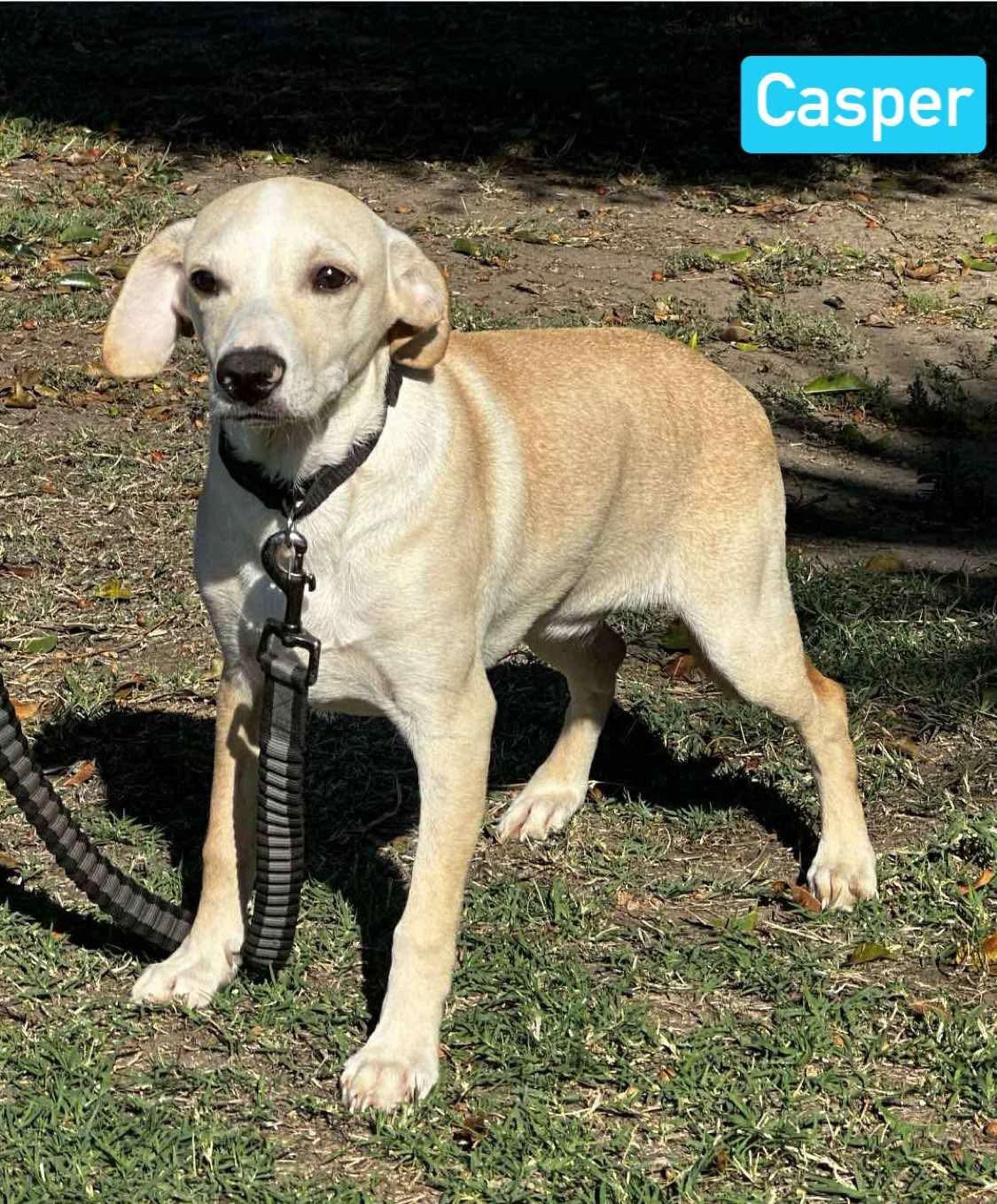 Enlarge Casper, a Adoptable Mixed Breed in Puyallup, WA image 1/5