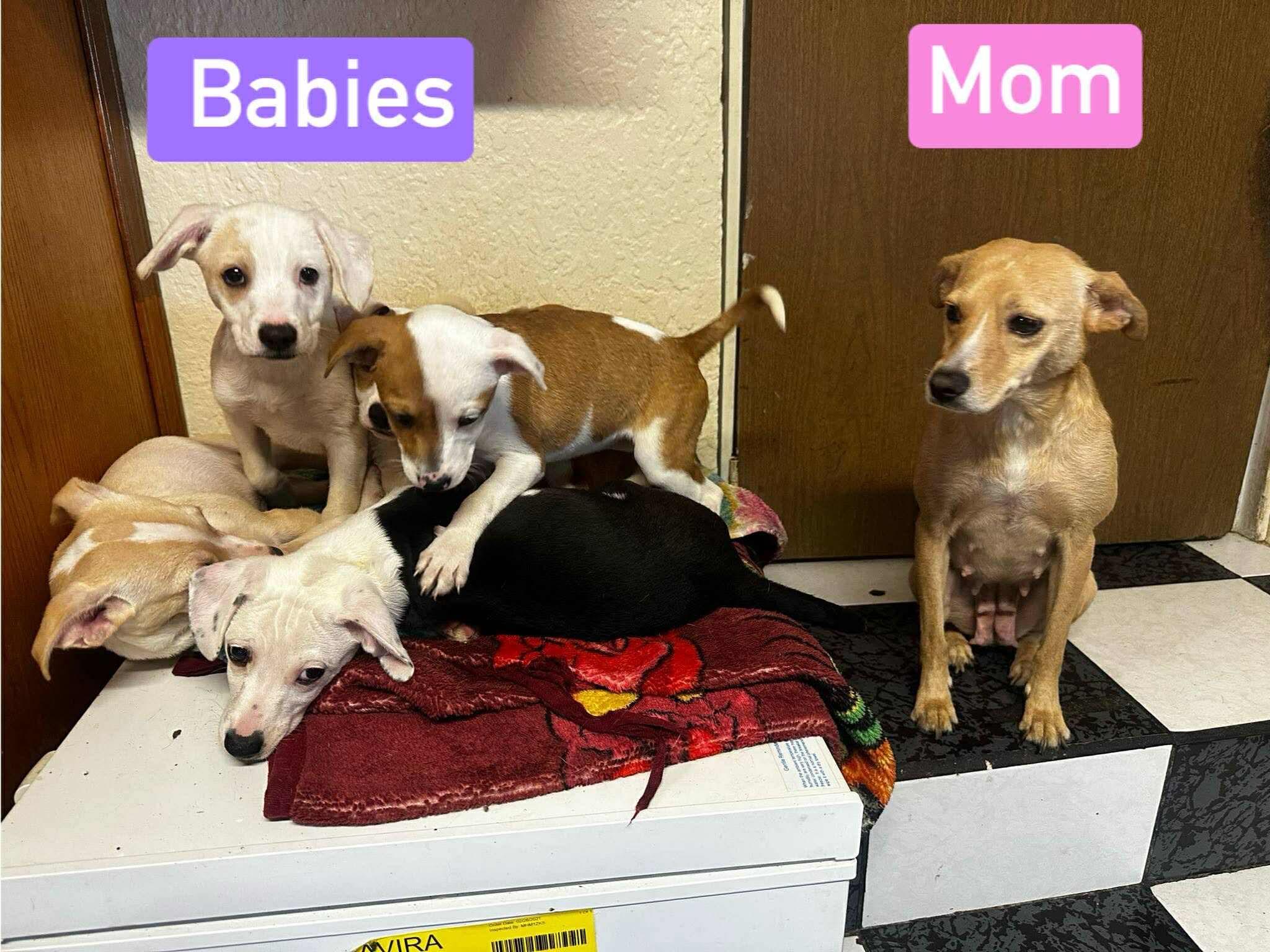 Enlarge Casper, a Adoptable Mixed Breed in Puyallup, WA image 5/5