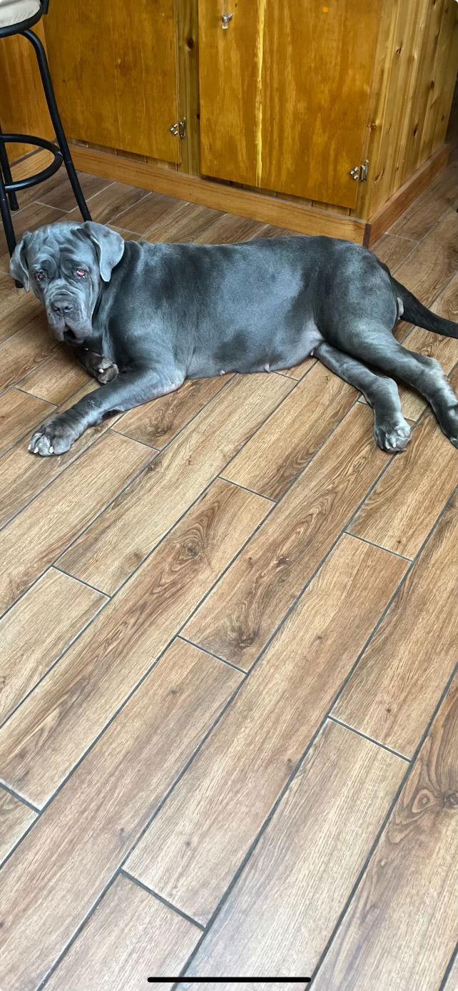 Enlarge Bettina, a Adoptable Neapolitan Mastiff in Hudson, FL image 1/3