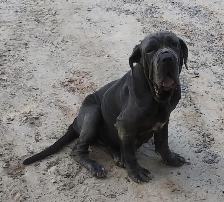 Enlarge Bettina, a Adoptable Neapolitan Mastiff in Hudson, FL image 2/3