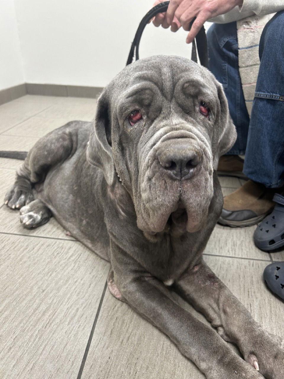 Enlarge Bettina, a Adoptable Neapolitan Mastiff in Hudson, FL image 3/3