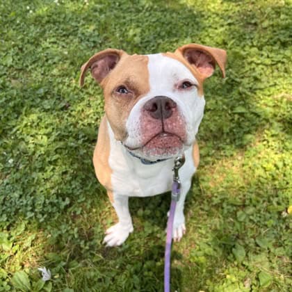 Zoe, a Adoptable Pit Bull Terrier in Silver Spring, MD image 1/3
