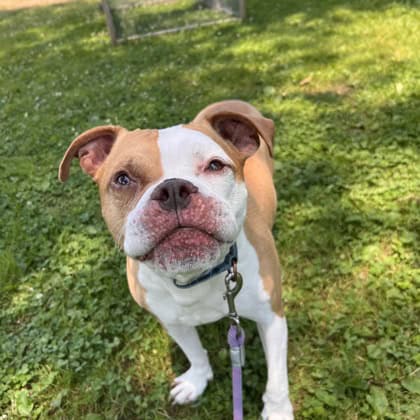 Zoe, a Adoptable Pit Bull Terrier in Silver Spring, MD image 3/3