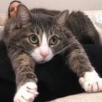 Teddy, Adoptable, Senior Male Domestic Short Hair.