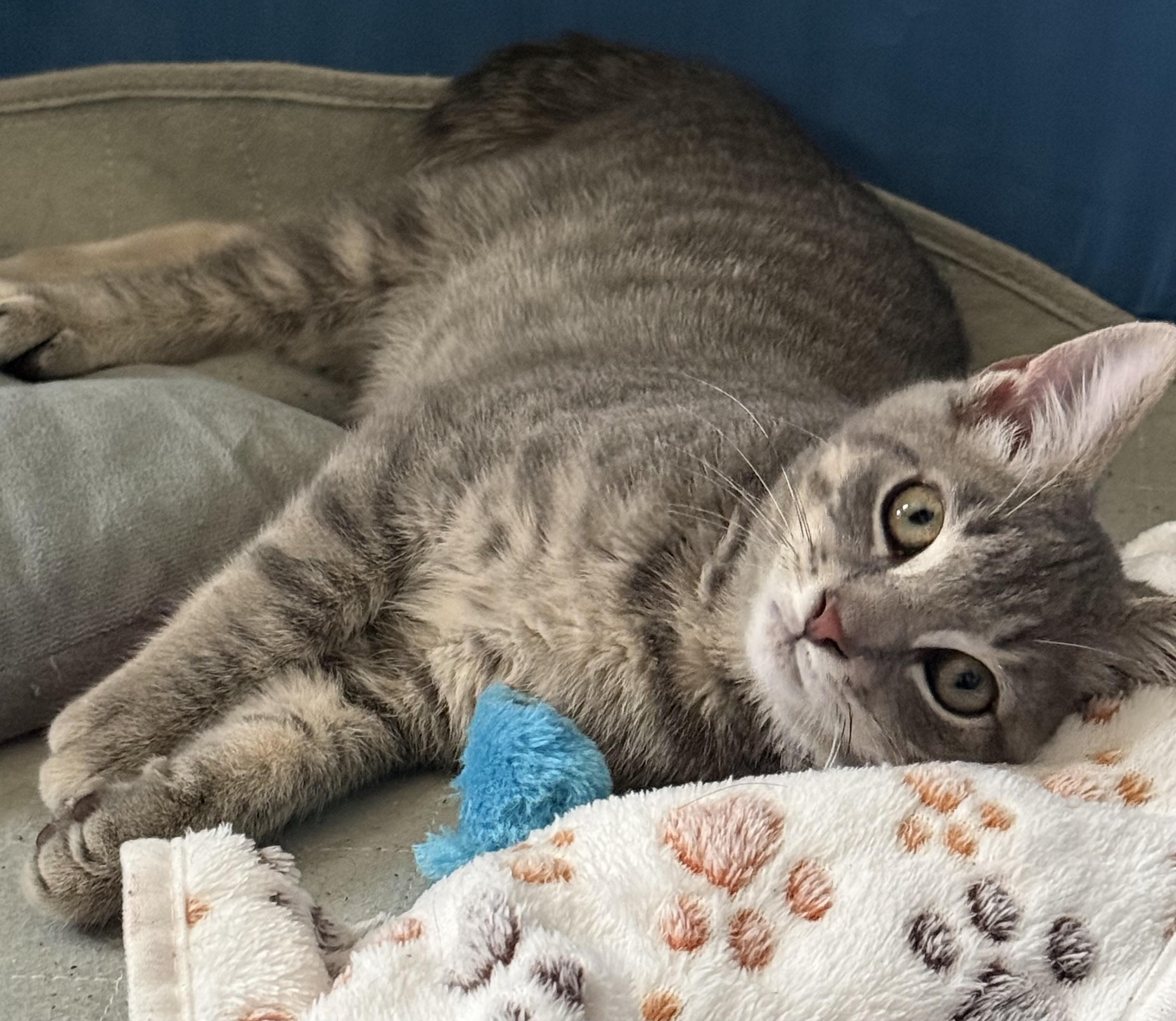 Crater, a ADOPTABLE Tabby in CANONSBURG, PA image 5/5