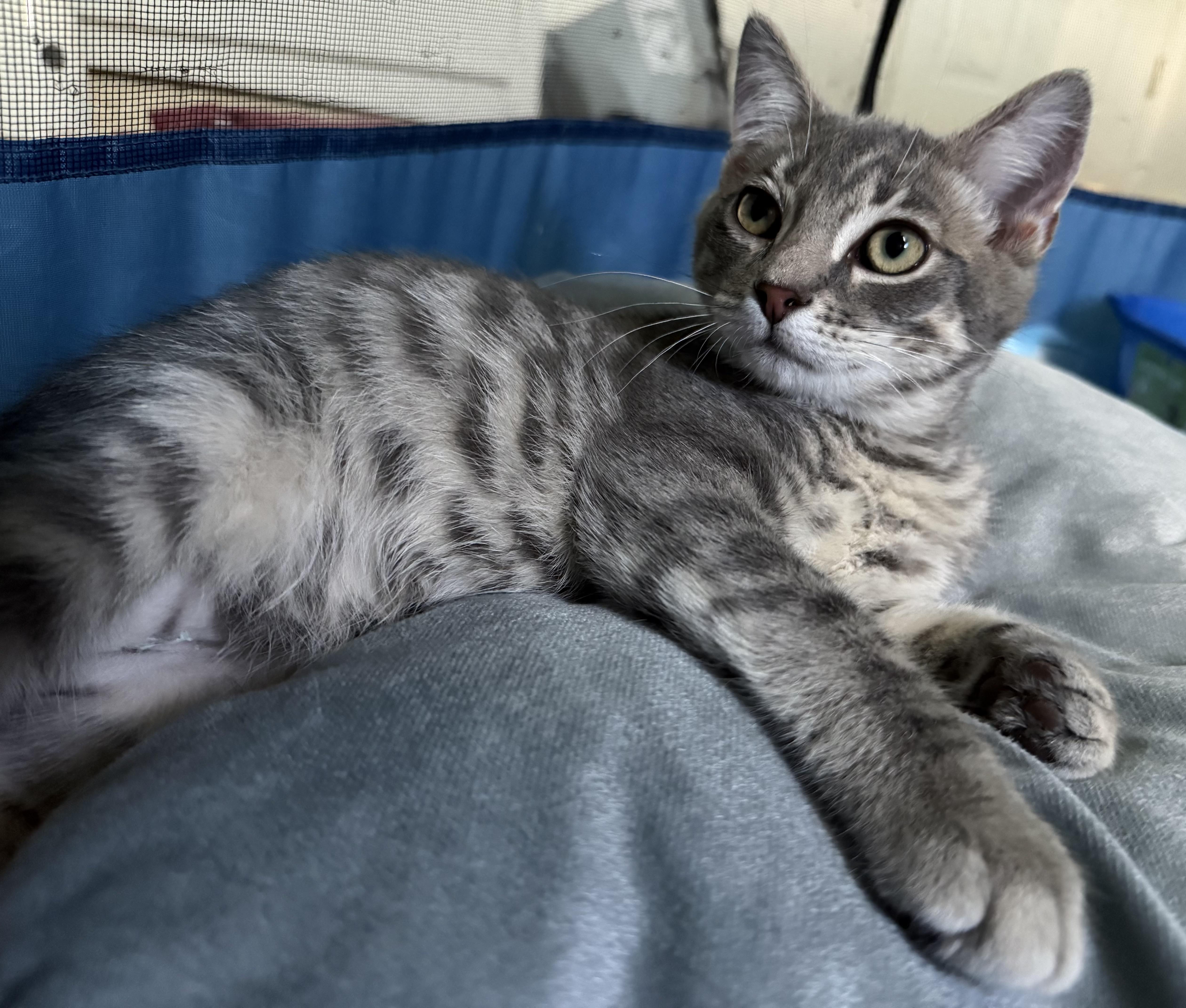 Crater, a ADOPTABLE Tabby in CANONSBURG, PA image 4/5