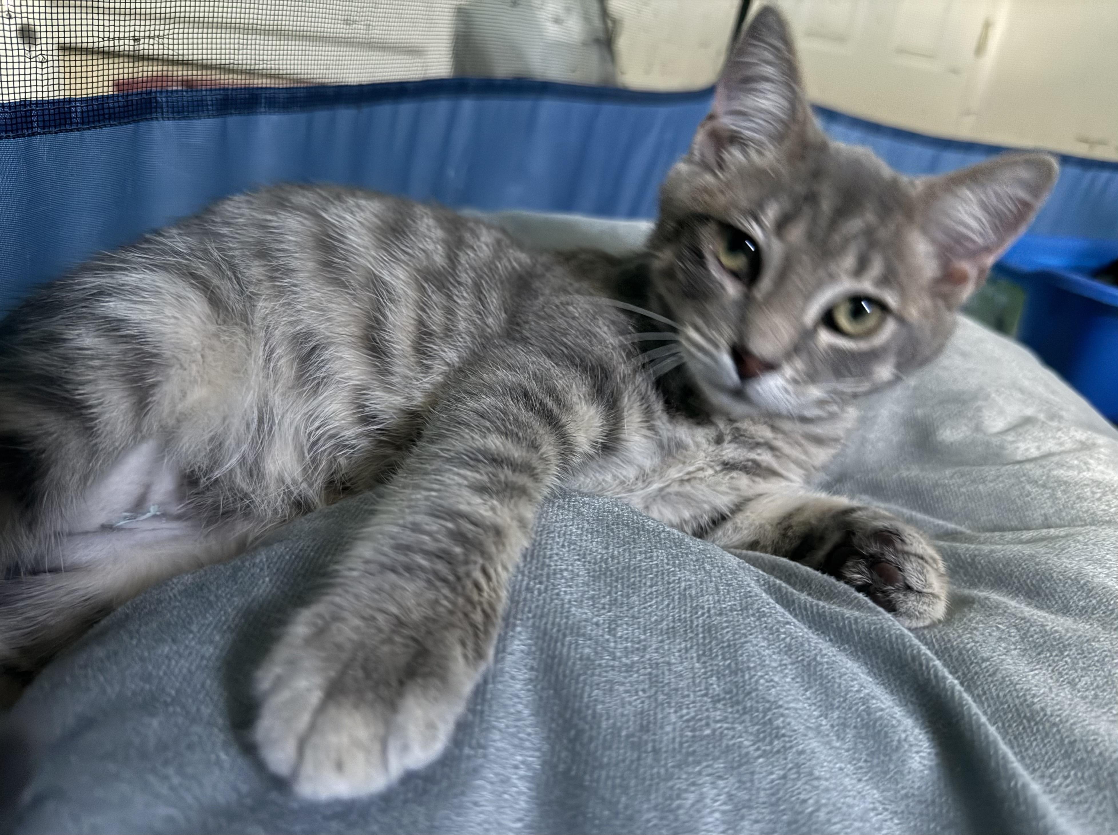 Crater, ADOPTABLE, Kitten Male Tabby.