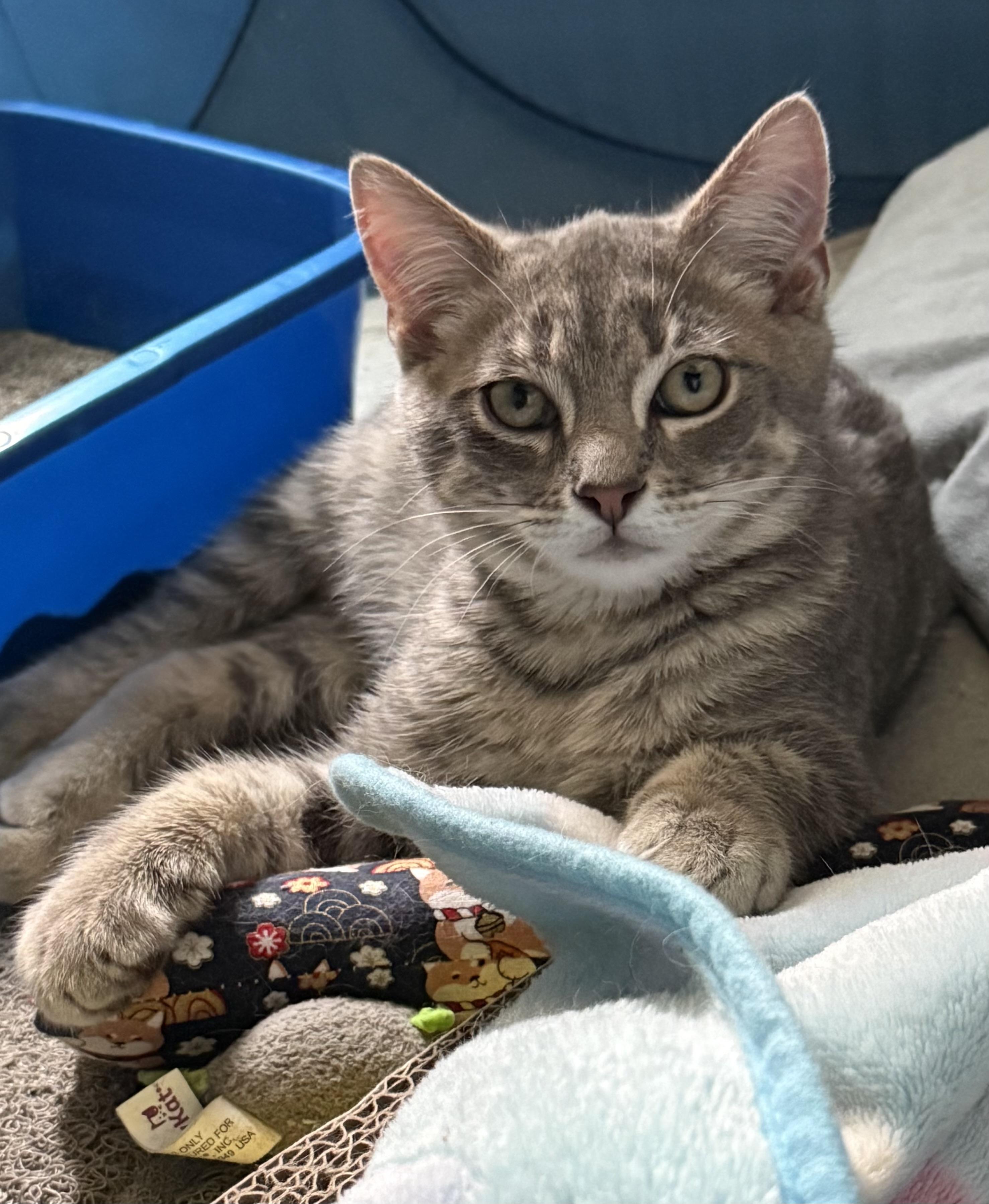 Crater, a ADOPTABLE Tabby in CANONSBURG, PA image 2/5