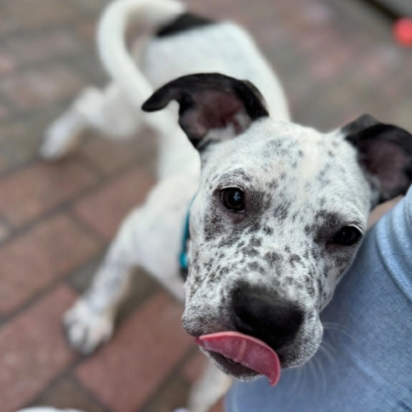Dog for adoption Ziggy, an Australian Cattle Dog / Blue Heeler