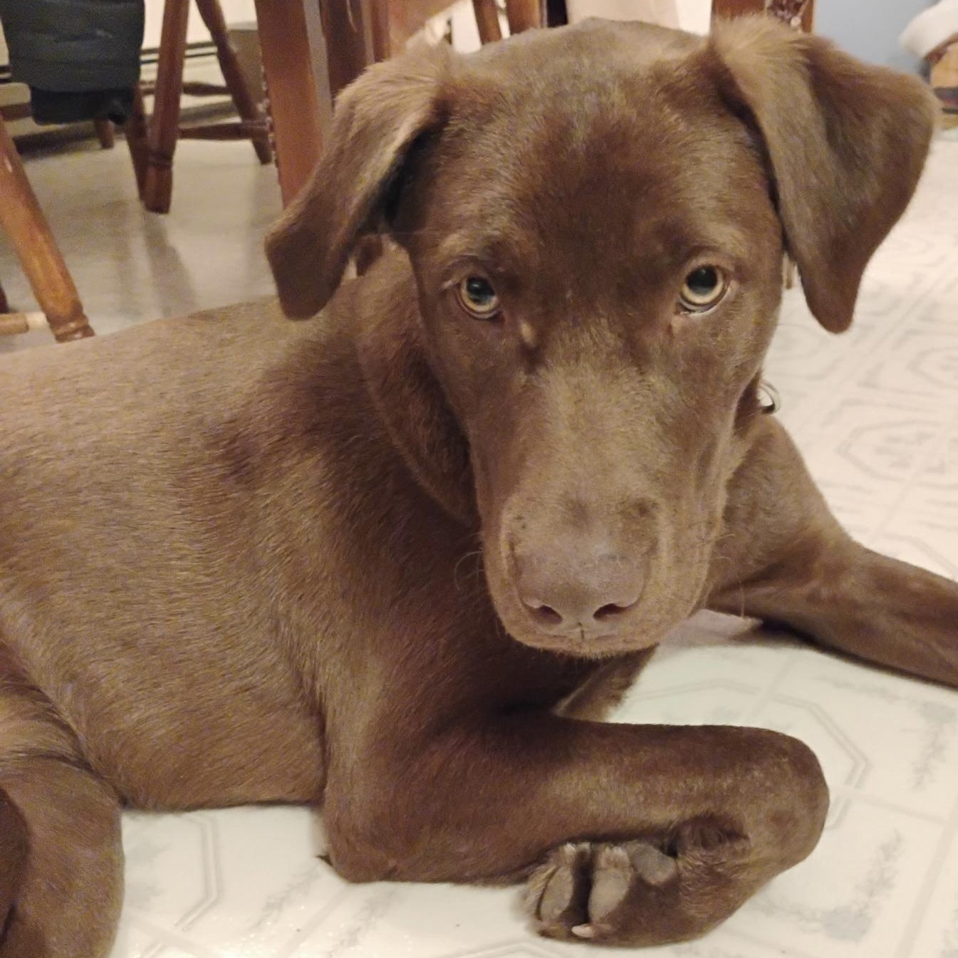 Enlarge NOVA - ARRIVED IN MAINE JANUARY 24TH, an adopted mixed breed in Berwick, ME image 6/6