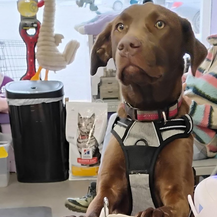 Enlarge NOVA - ARRIVED IN MAINE JANUARY 24TH, an adopted mixed breed in Berwick, ME image 2/6