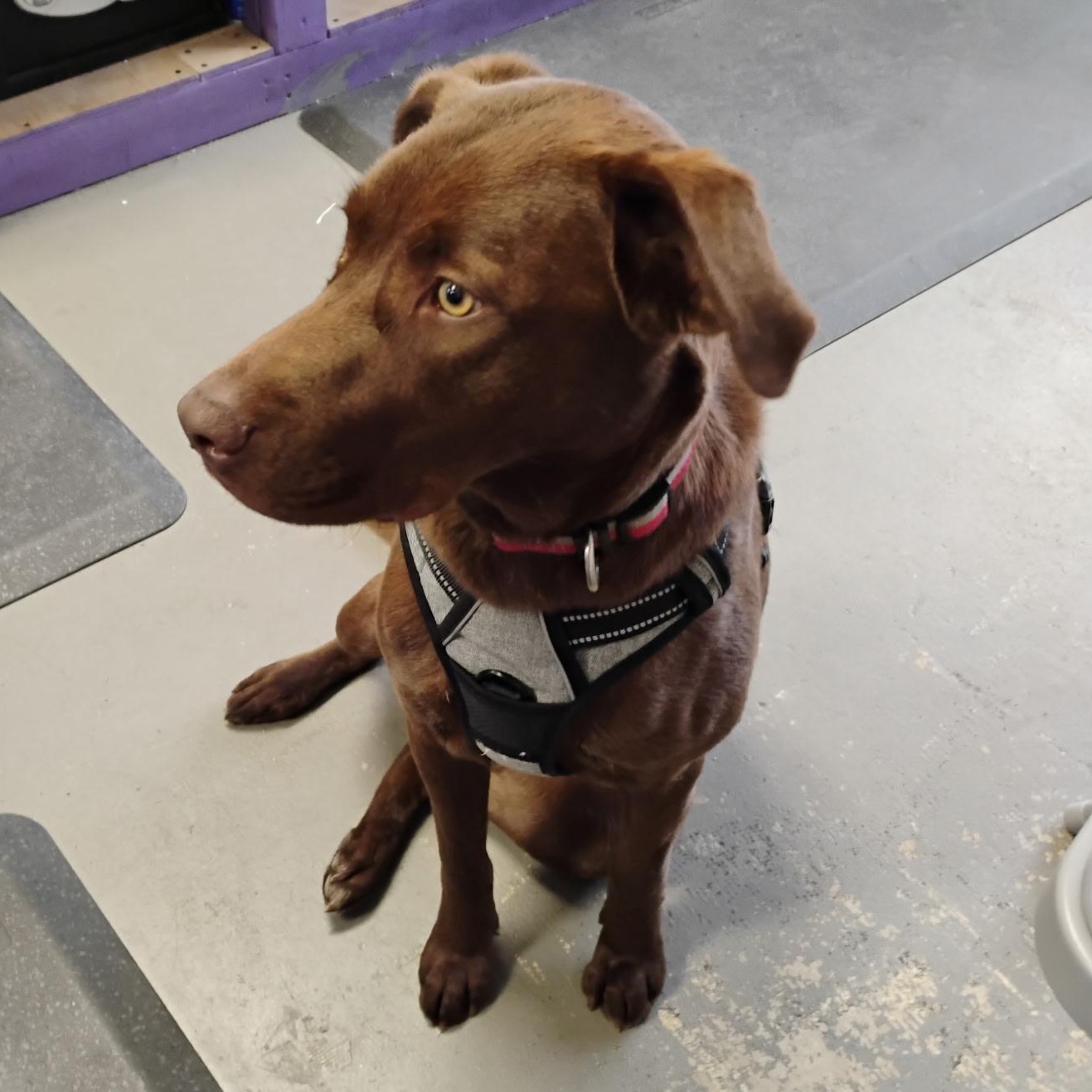 Enlarge NOVA - ARRIVED IN MAINE JANUARY 24TH, an adopted mixed breed in Berwick, ME image 4/6