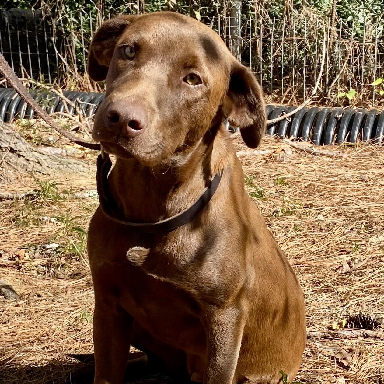 Enlarge NOVA - ARRIVING JANUARY 24TH, a ADOPTABLE mixed breed in Berwick, ME image 3/4