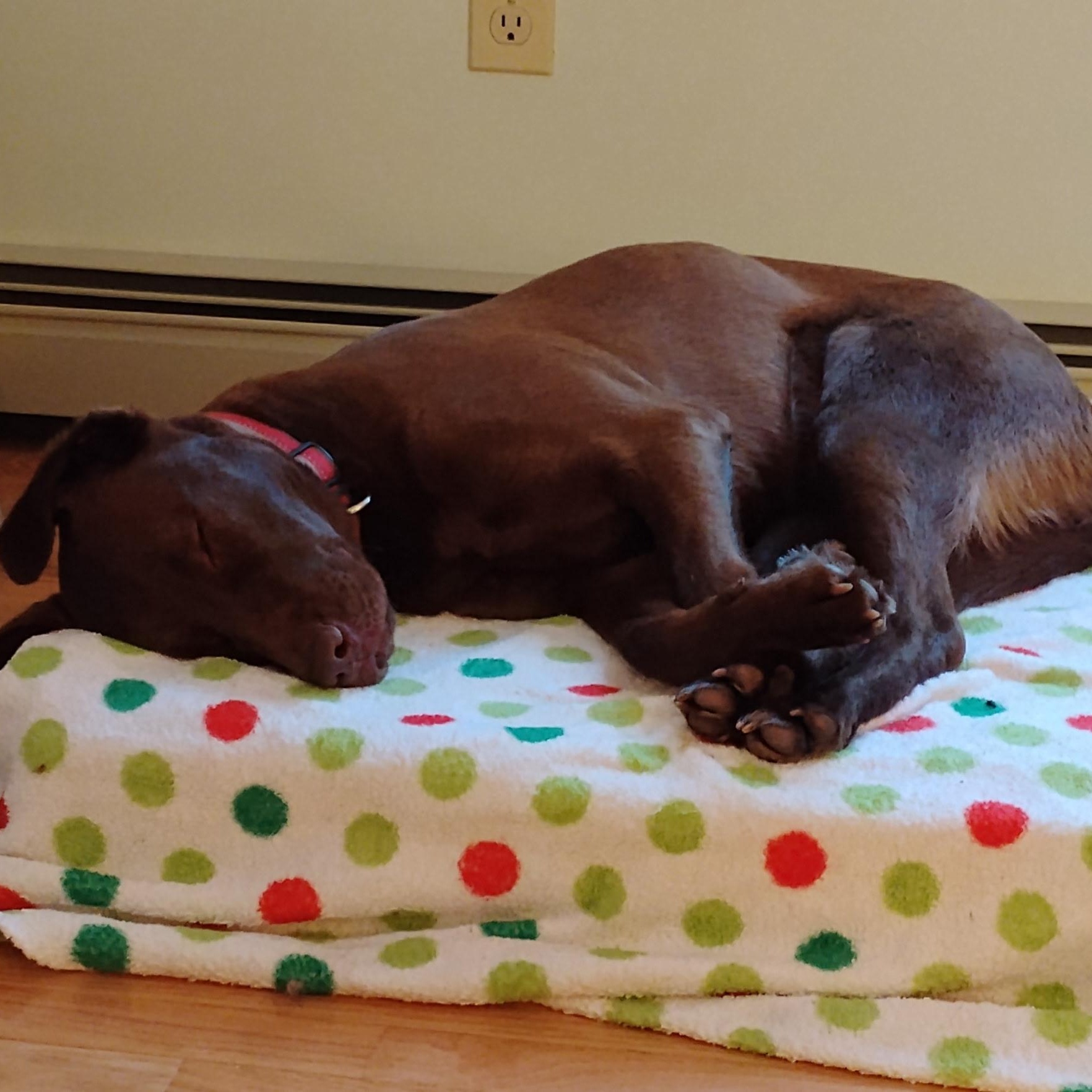 Enlarge NOVA - ARRIVED IN MAINE JANUARY 24TH, an adopted mixed breed in Berwick, ME image 5/6