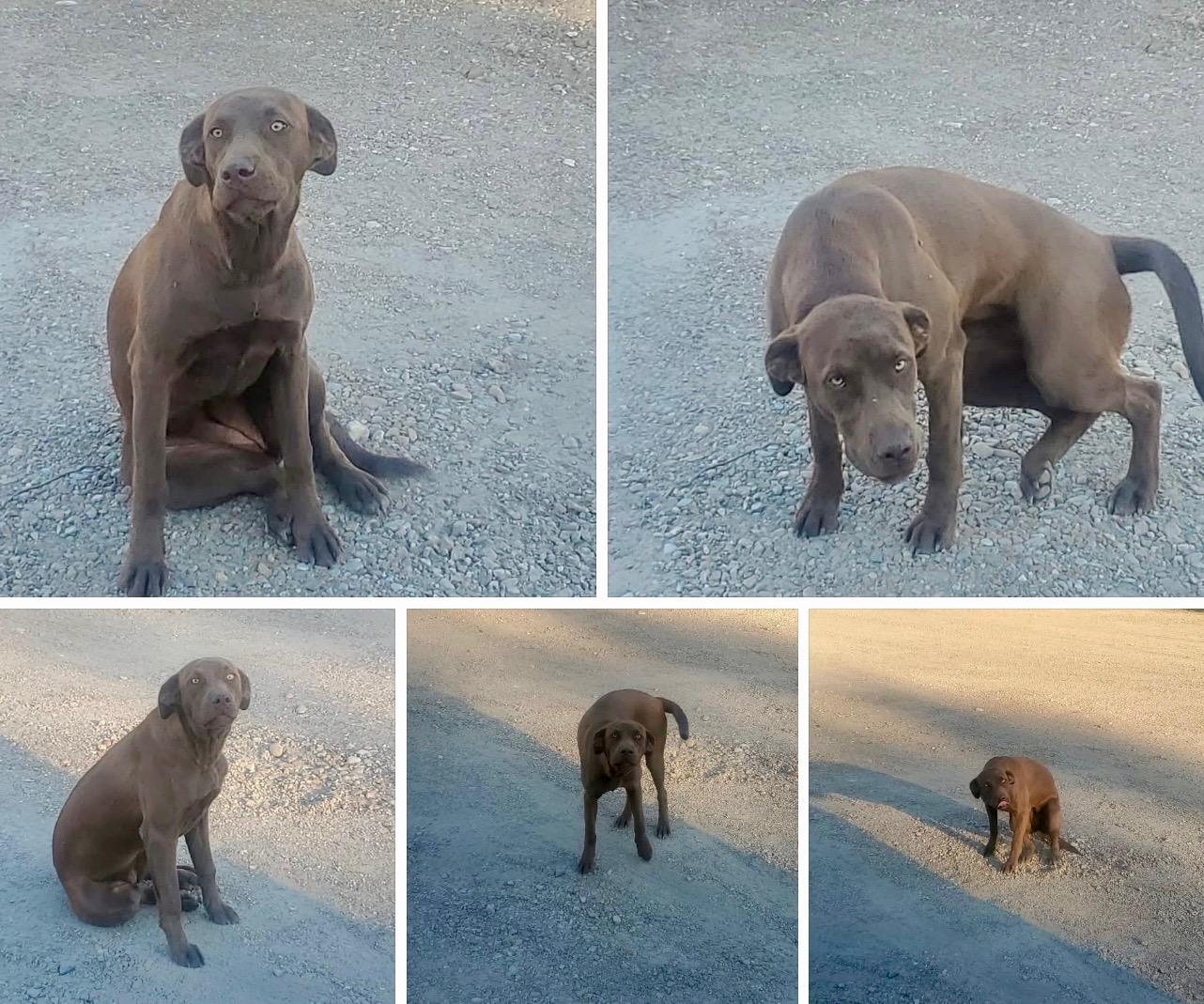 Enlarge NOVA - ARRIVING JANUARY 24TH, a ADOPTABLE mixed breed in Berwick, ME image 4/4