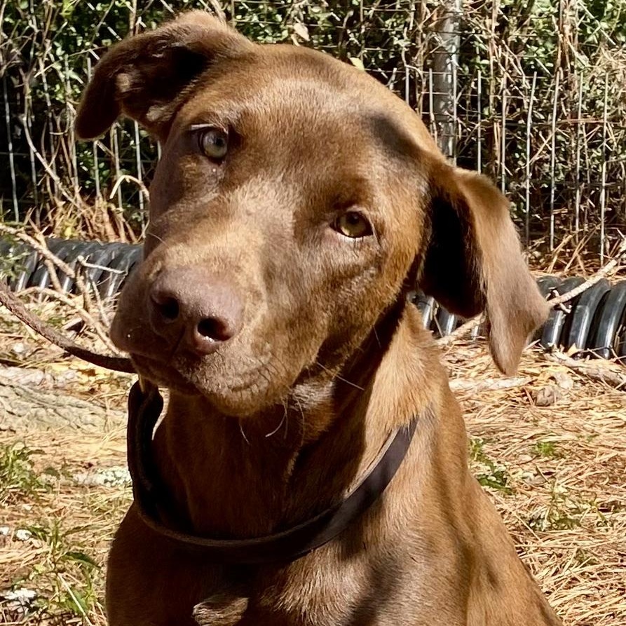 Enlarge NOVA - ARRIVING JANUARY 24TH, a ADOPTABLE mixed breed in Berwick, ME image 1/4