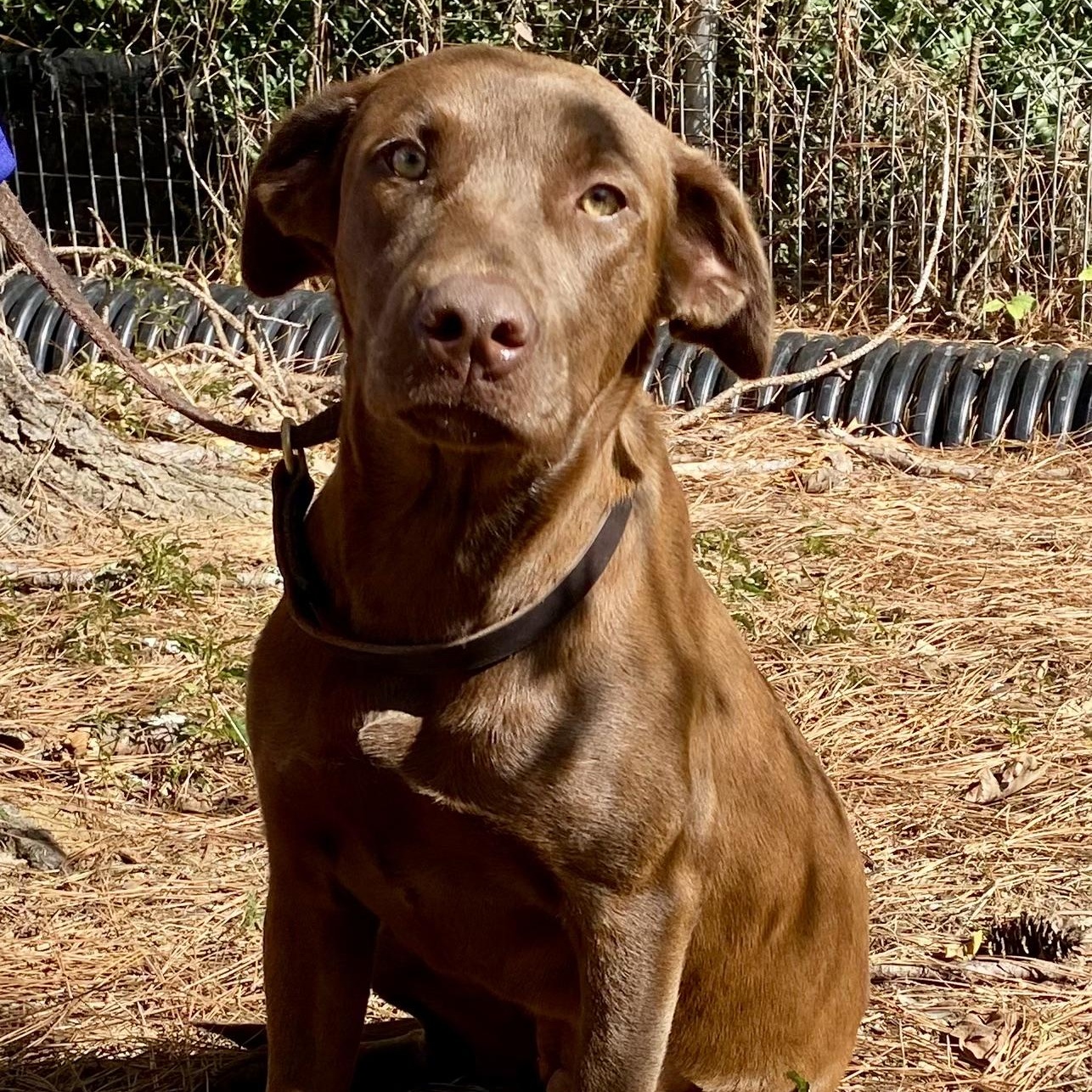 Enlarge NOVA - ARRIVING JANUARY 24TH, a ADOPTABLE mixed breed in Berwick, ME image 2/4