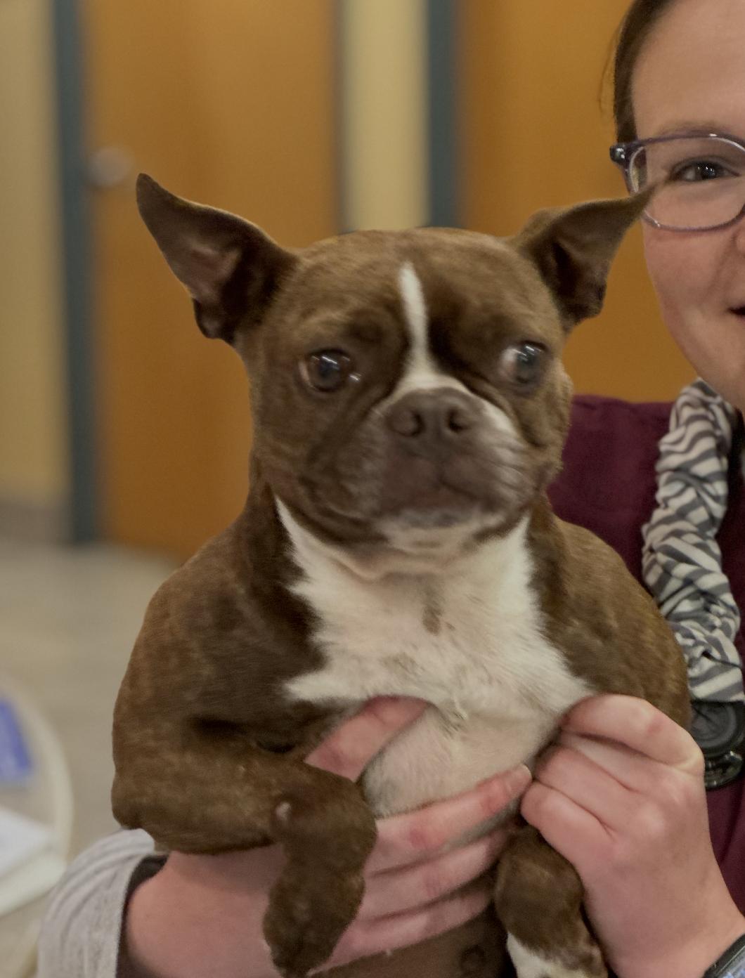 Paprika, adopted, Young Female Boston Terrier & French Bulldog.