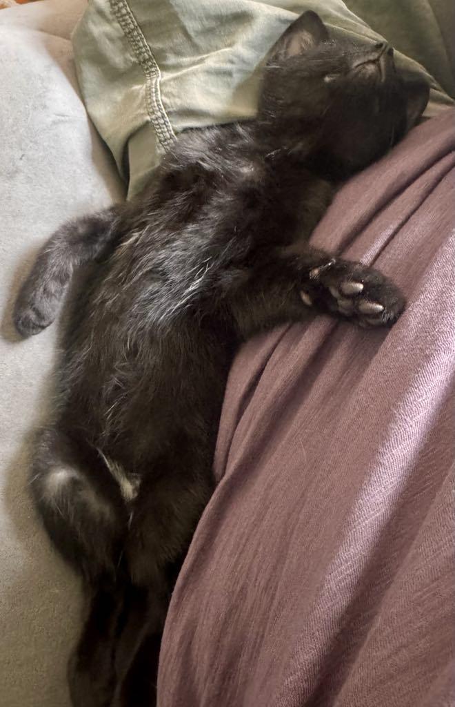 Chorizo (Cori), a ADOPTABLE Domestic Short Hair in Arnold, MO image 2/3