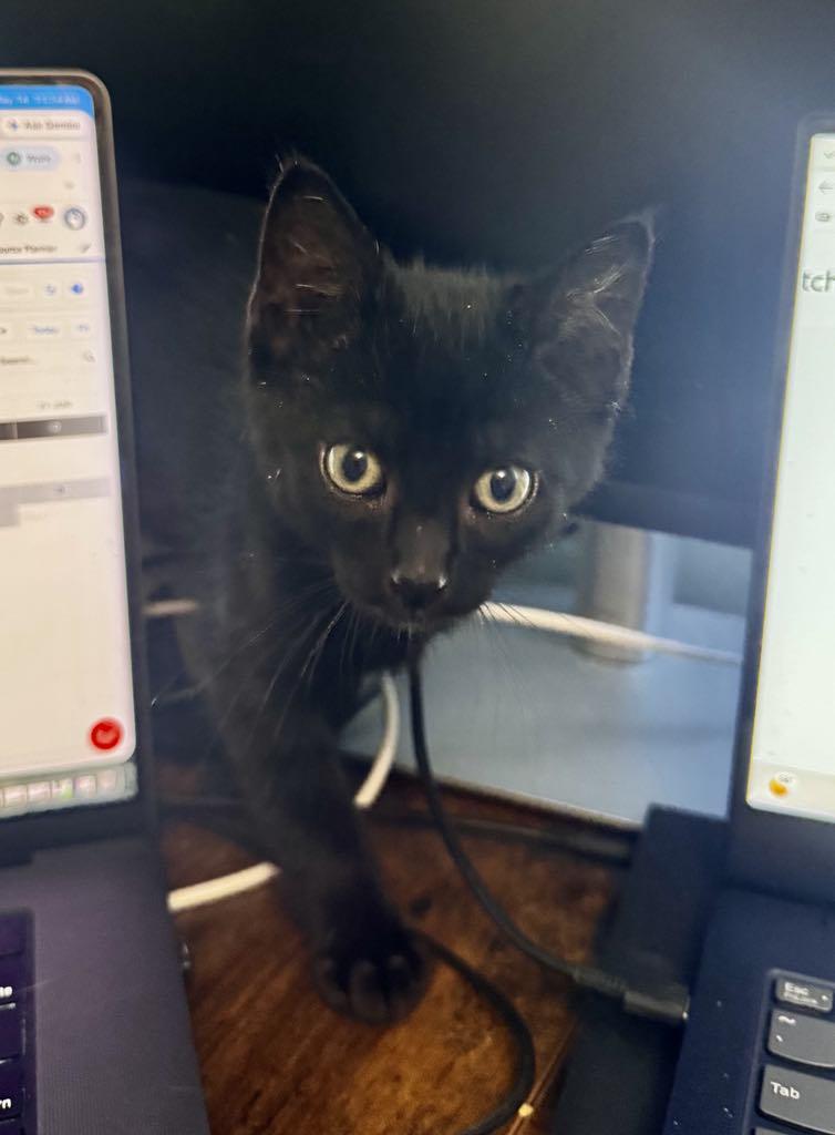 Chorizo (Cori), a ADOPTABLE Domestic Short Hair in Arnold, MO image 1/3