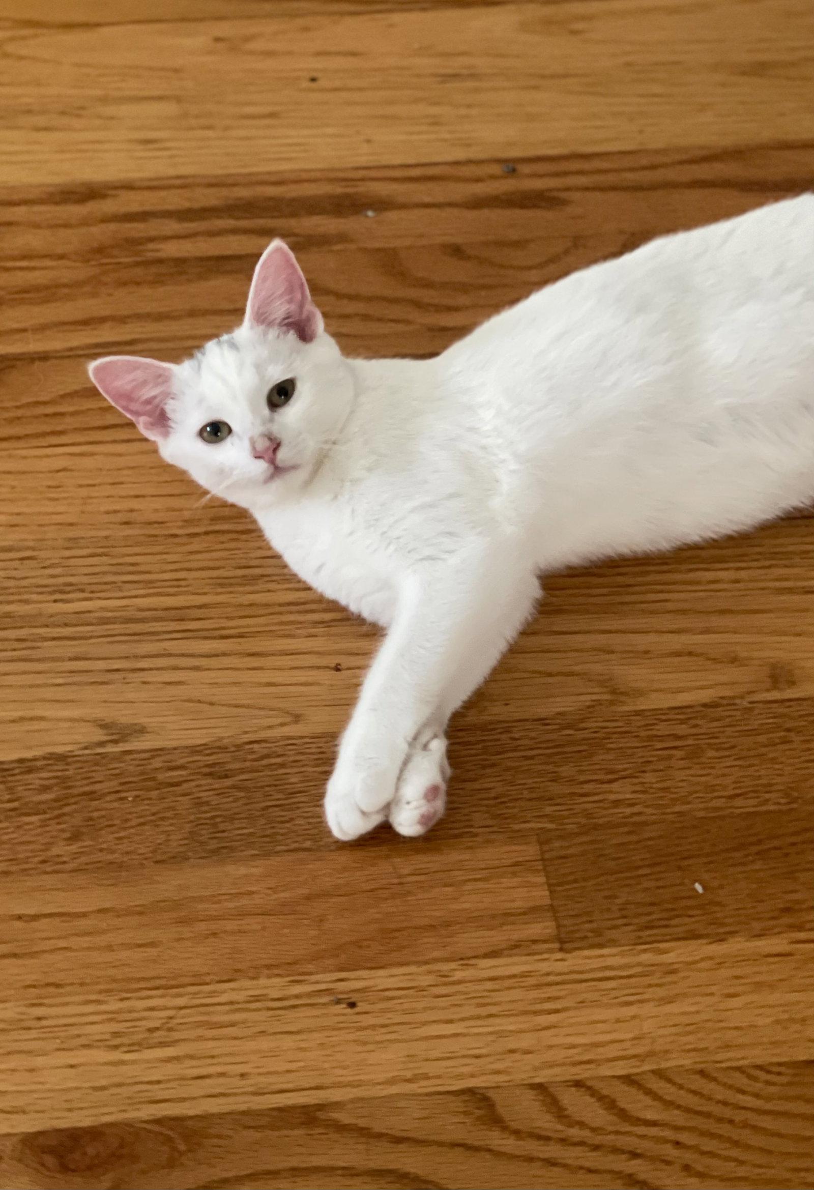 Enlarge Mayo, a Adoptable Turkish Van in Flint Hill, VA image 1/1