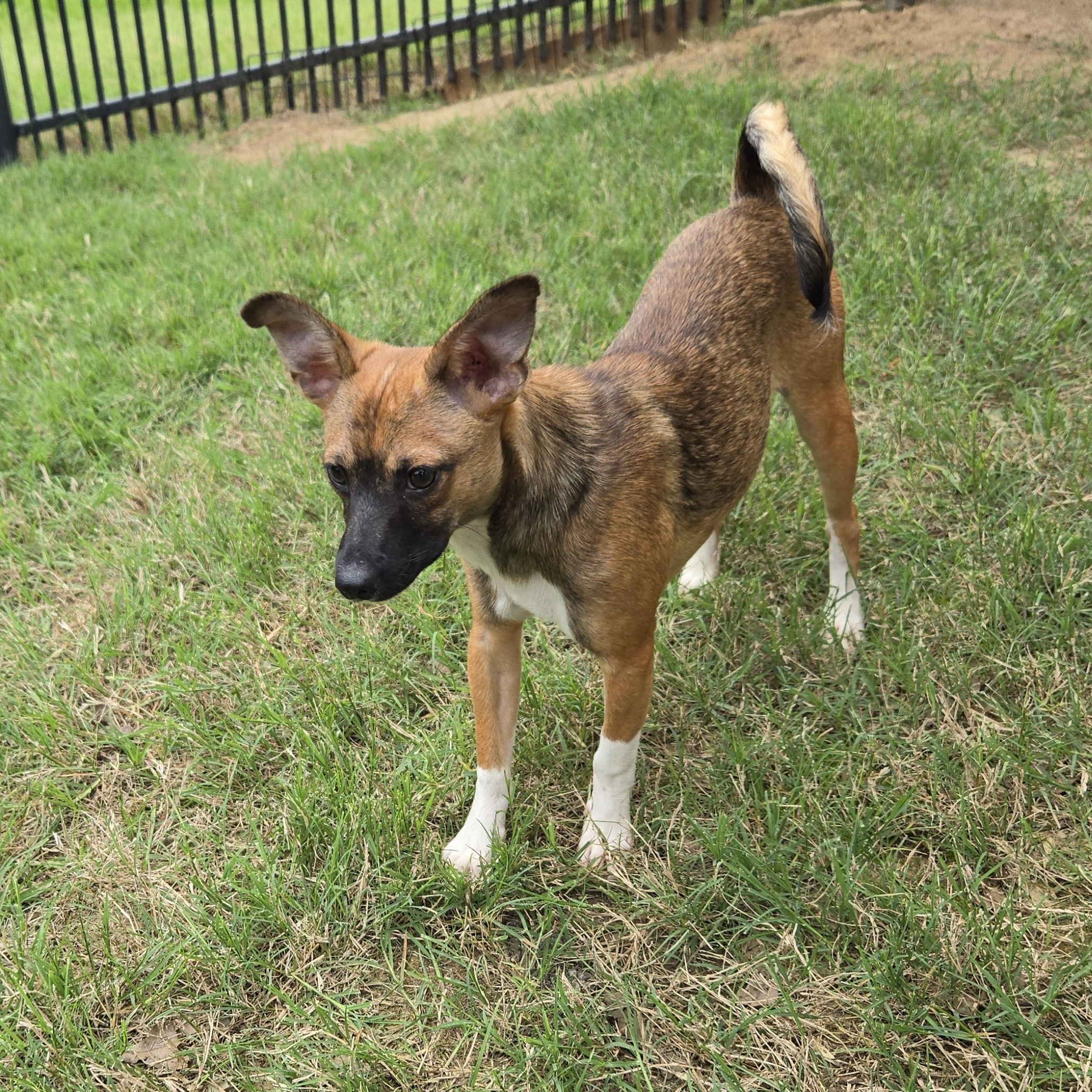 Enlarge Rob, a Adoptable mixed breed in Irving, TX image 3/4
