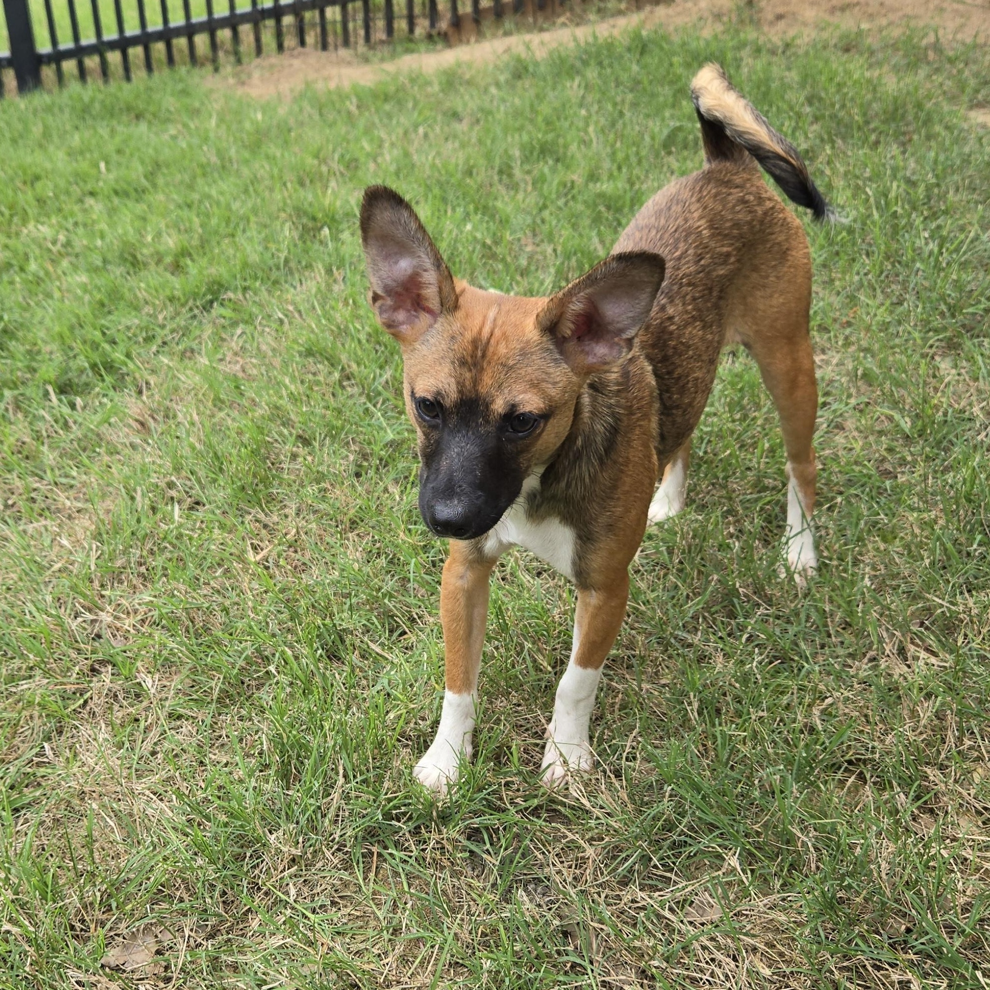 Enlarge Rob, a Adoptable mixed breed in Irving, TX image 4/4