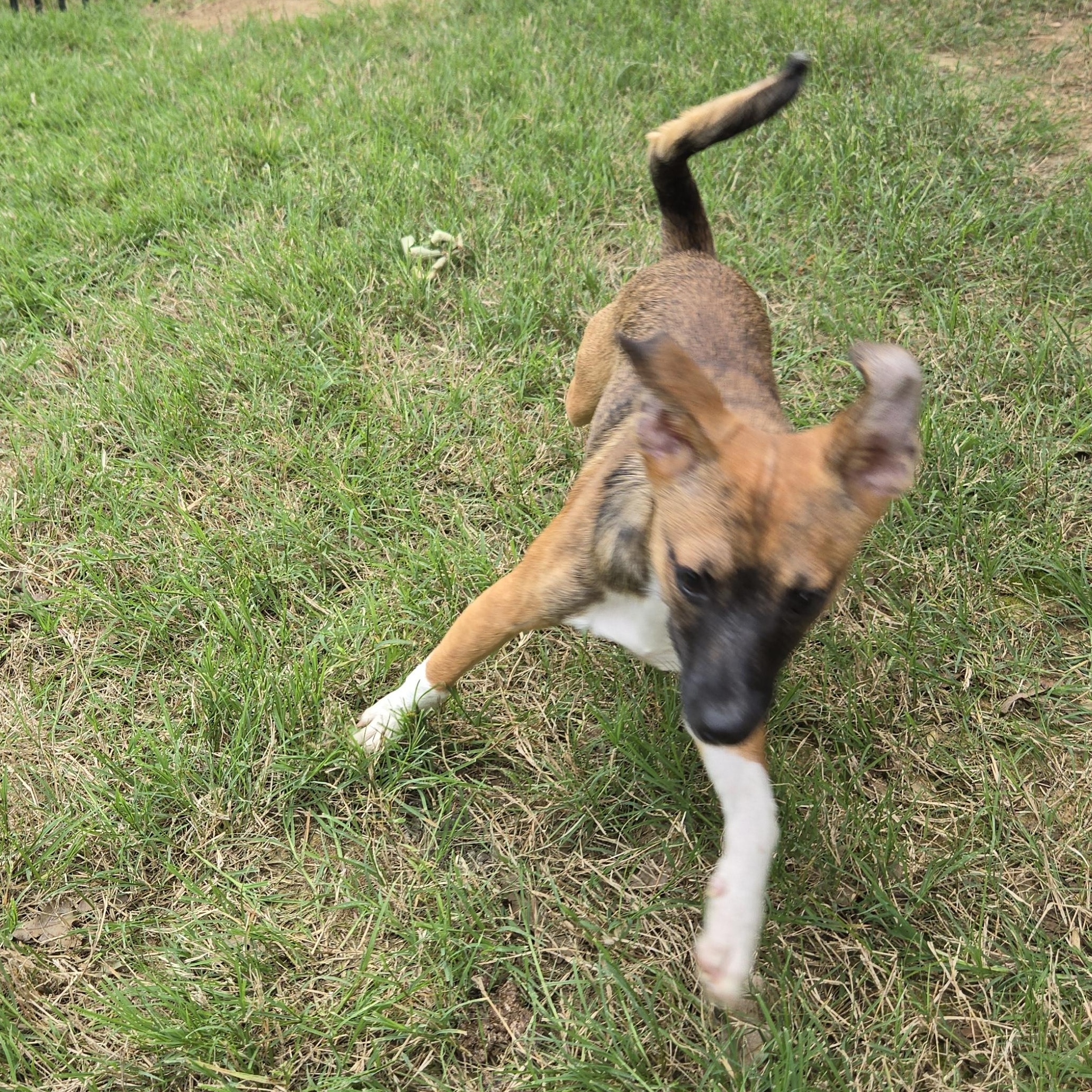 Enlarge Rob, a Adoptable mixed breed in Irving, TX image 2/4