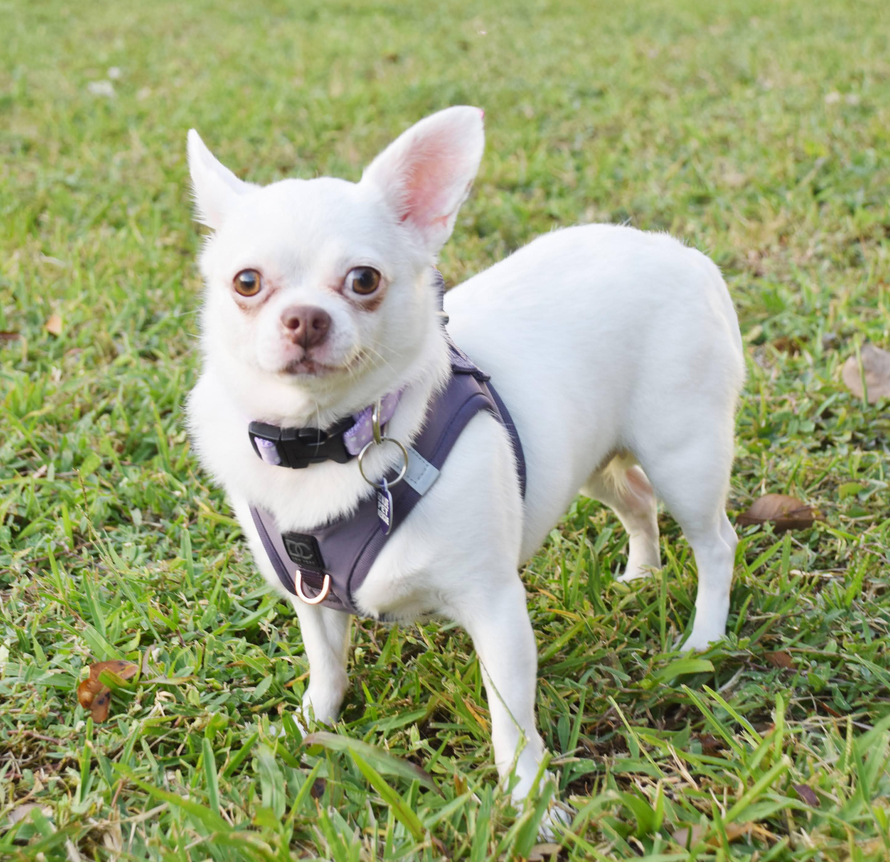 Chiara, a Adoptable Chihuahua in Hollywood, FL image 1/5