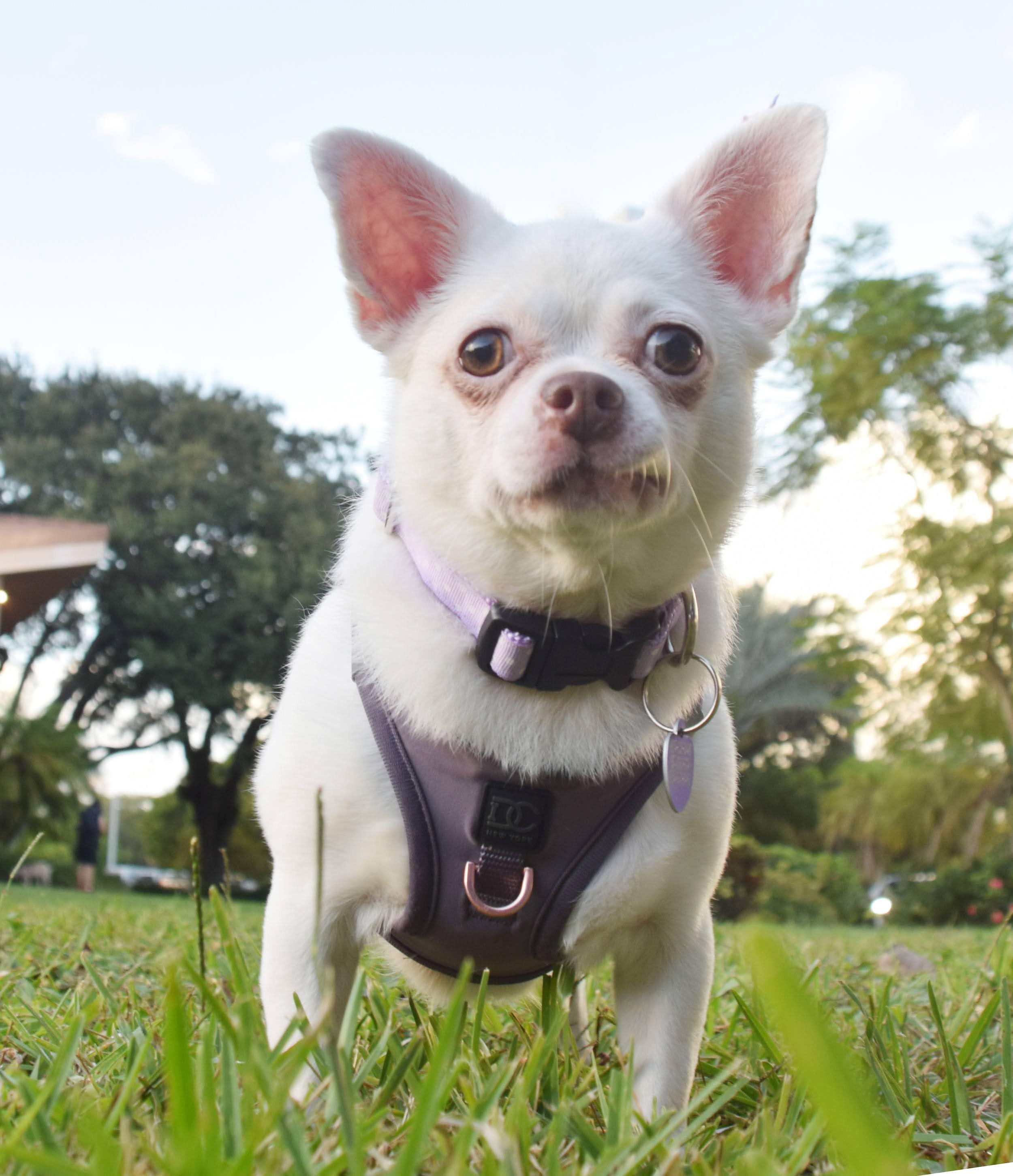 Chiara, a Adoptable Chihuahua in Hollywood, FL image 2/5