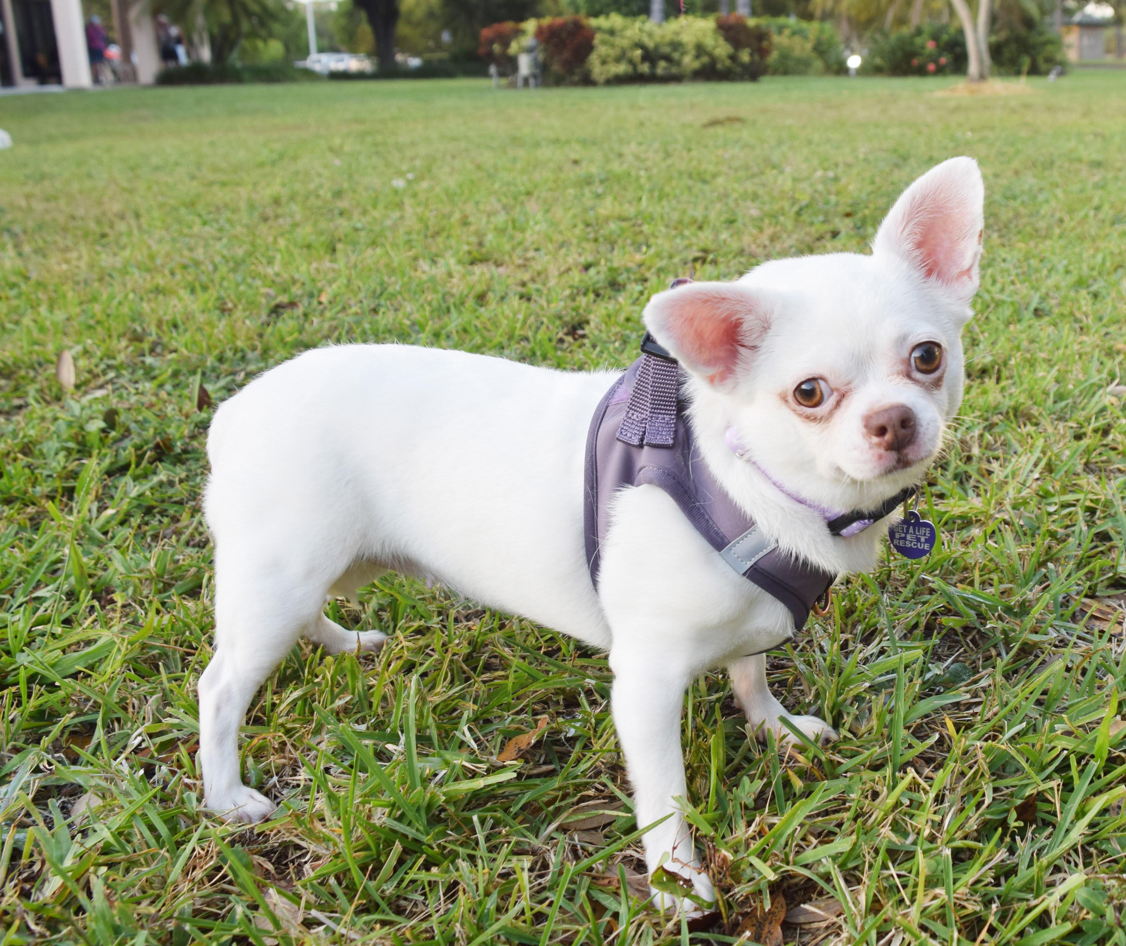 Chiara, a Adoptable Chihuahua in Hollywood, FL image 3/5