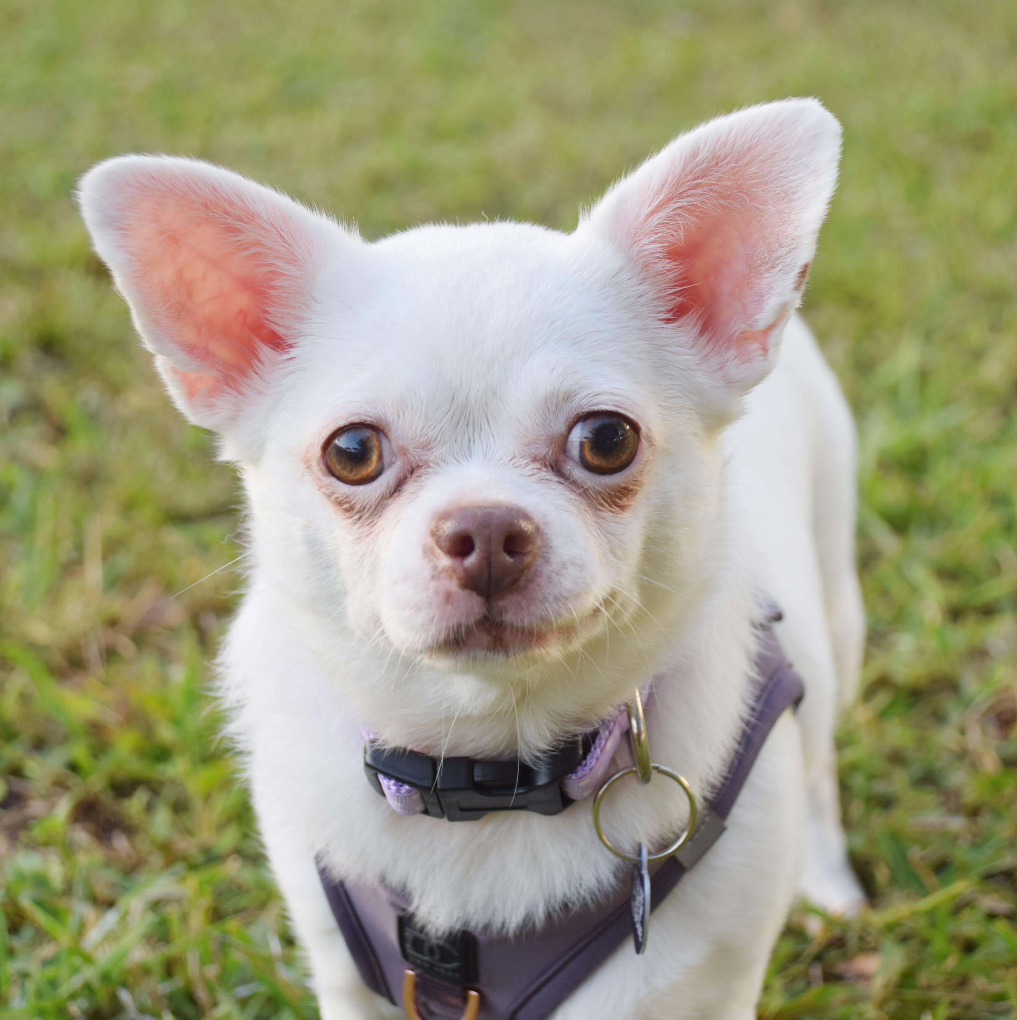 Chiara, a Adoptable Chihuahua in Hollywood, FL image 4/5