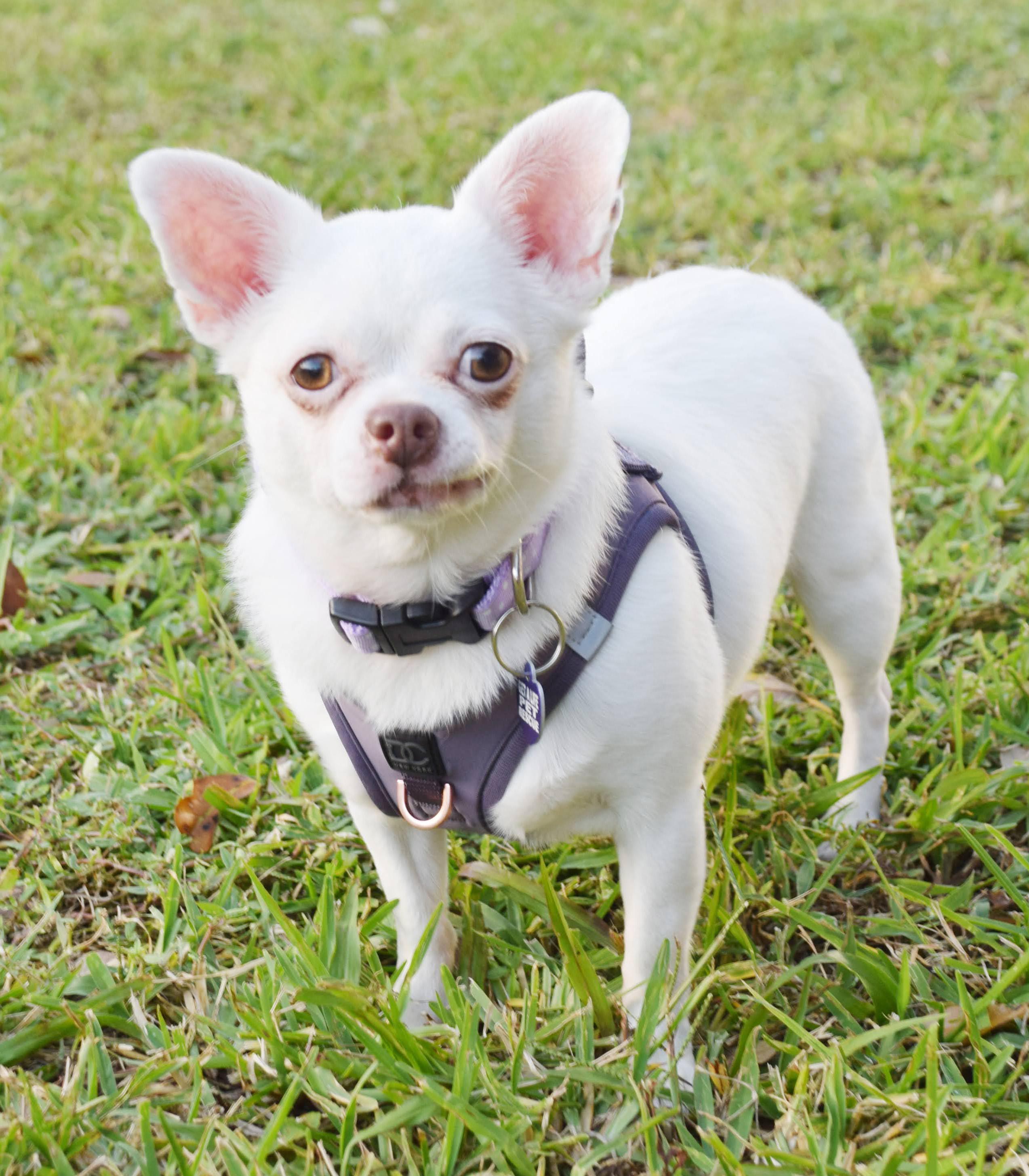 Chiara, a Adoptable Chihuahua in Hollywood, FL image 5/5