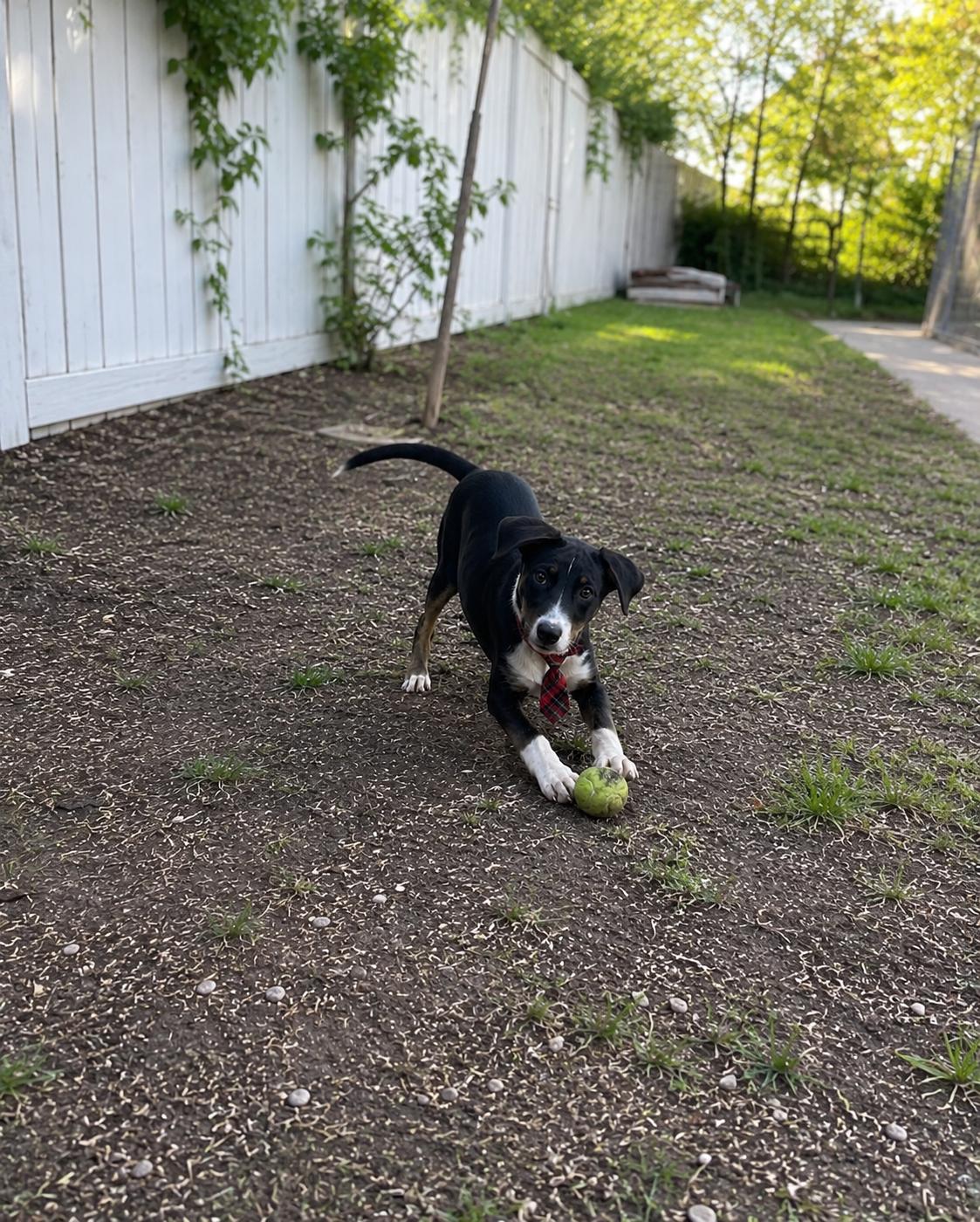 Enlarge Border Collie lab puppies, a Adoptable mixed breed in Mount Laurel, NJ image 1/3
