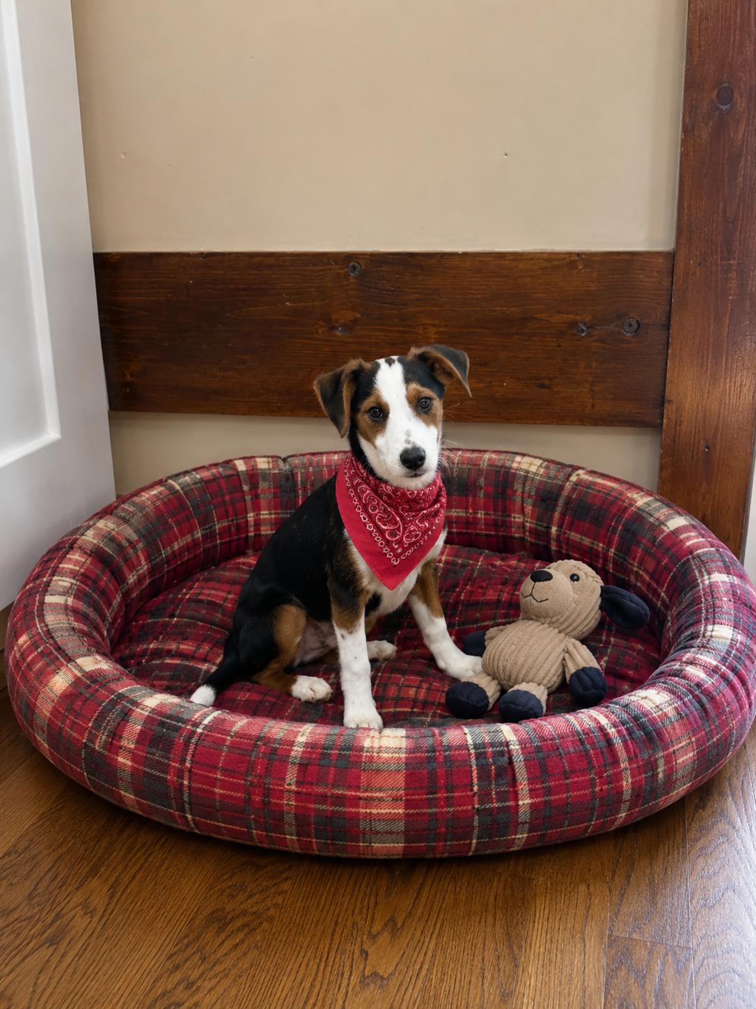Enlarge Border Collie lab puppies, a Adoptable mixed breed in Mount Laurel, NJ image 2/3