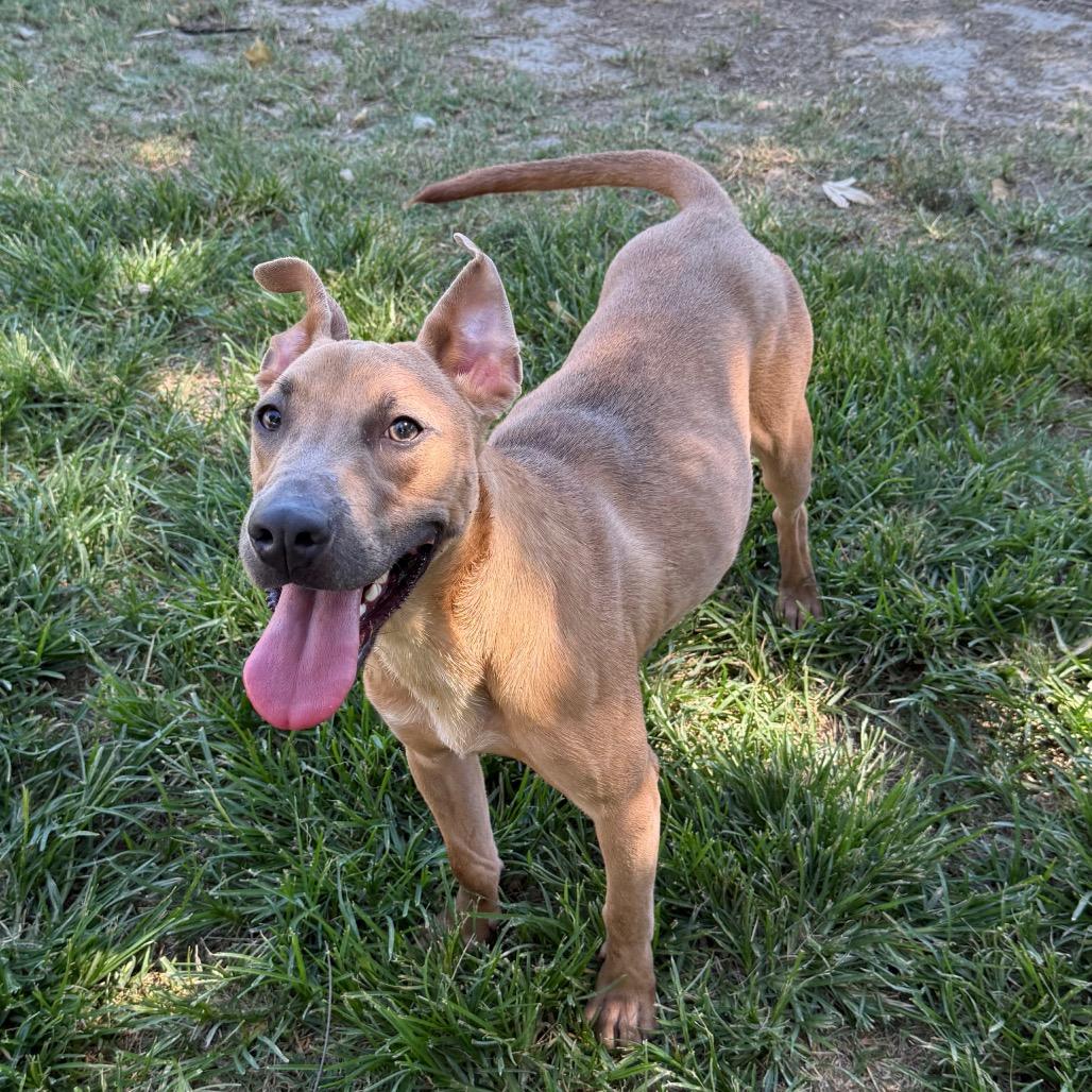Frosty, Adoptable, Adult Male Bull Terrier & Black Mouth Cur.