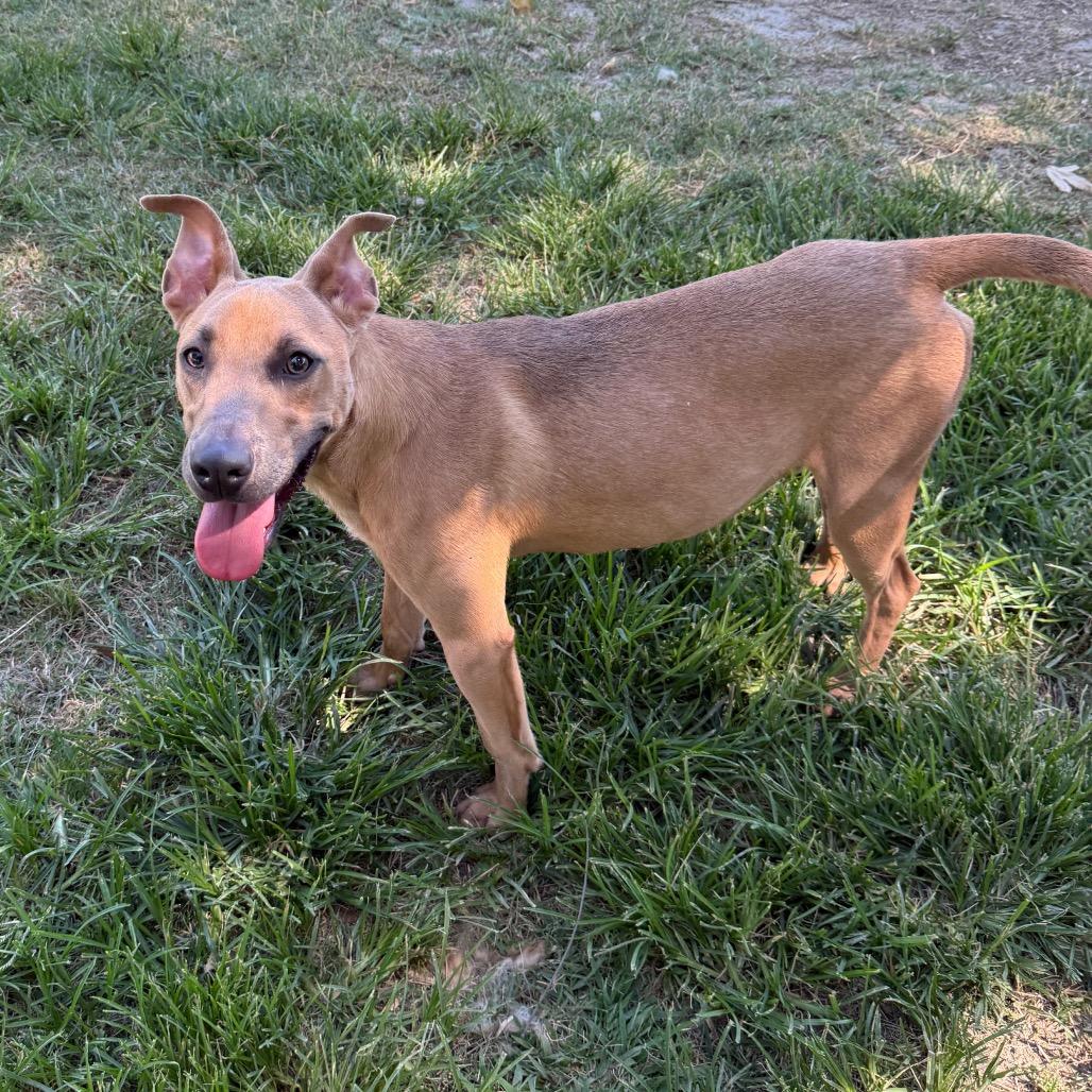 Frosty, Adoptable, Young Male Weimaraner & Pit Bull Terrier.