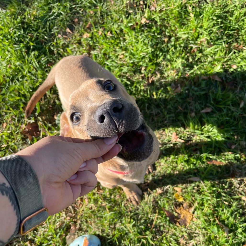 Enlarge Frosty, a Adoptable mixed breed in San Jacinto, CA image 3/6